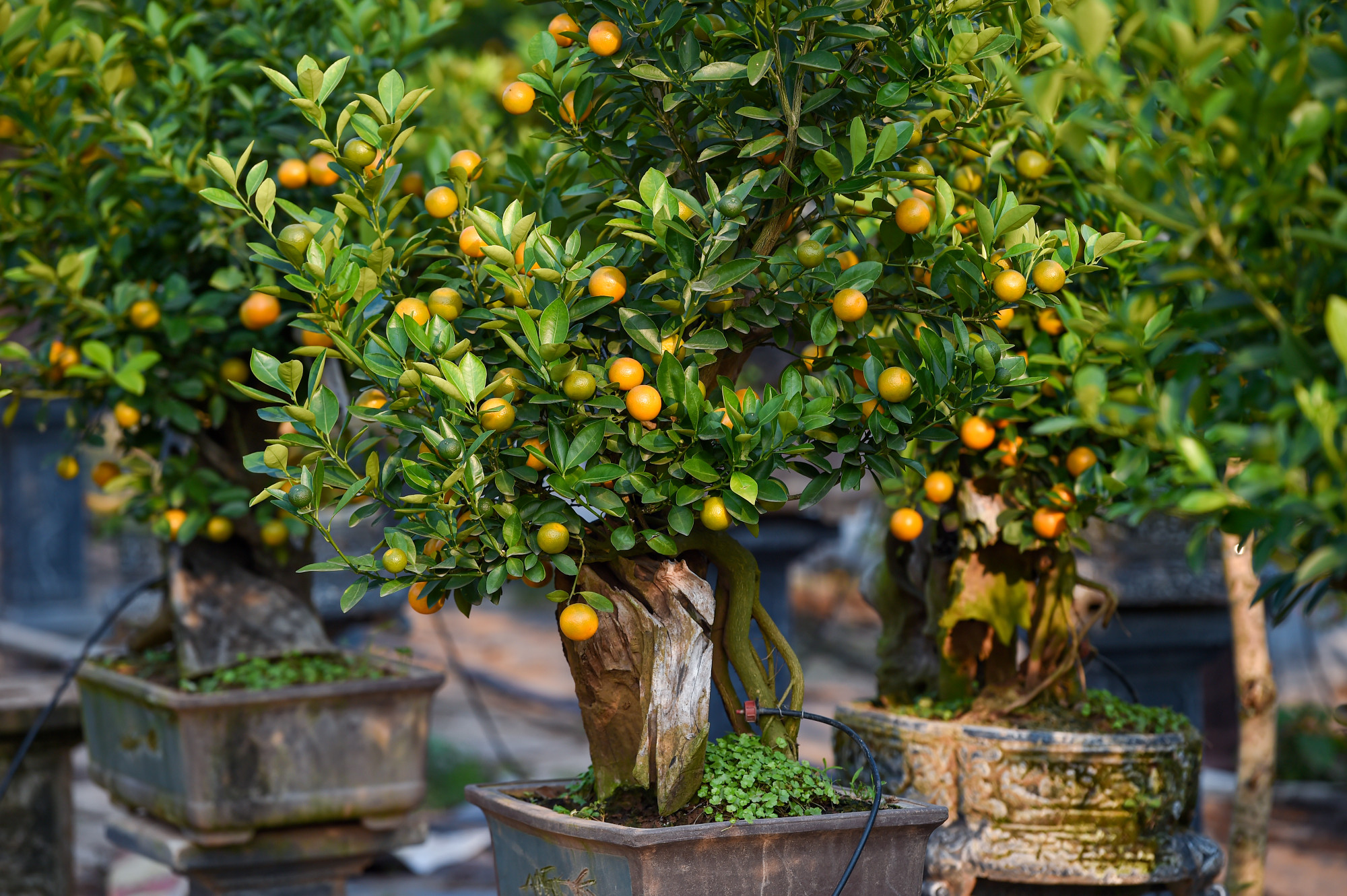 Tại làng nghề truyền thống trồng quất cảnh Tứ Liên, nhiều nhà vườn đã cho ra thị trường quất ghép với gỗ lũa, quất mộc căn, quất trồng trên mô hình nhà cổ...