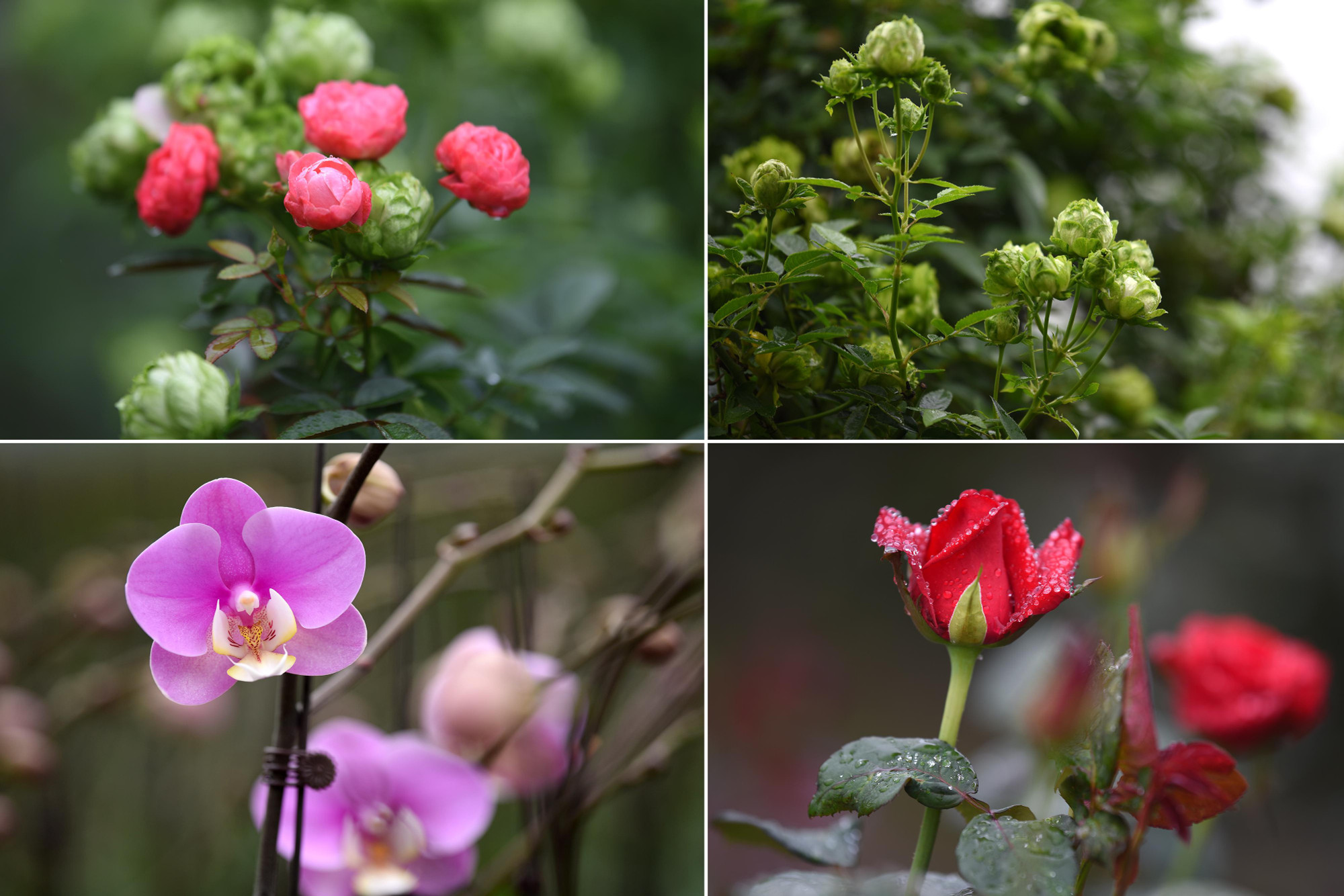 Các loại hoa được trưng bày tại Lễ hội hoa Mê Linh năm 2022.