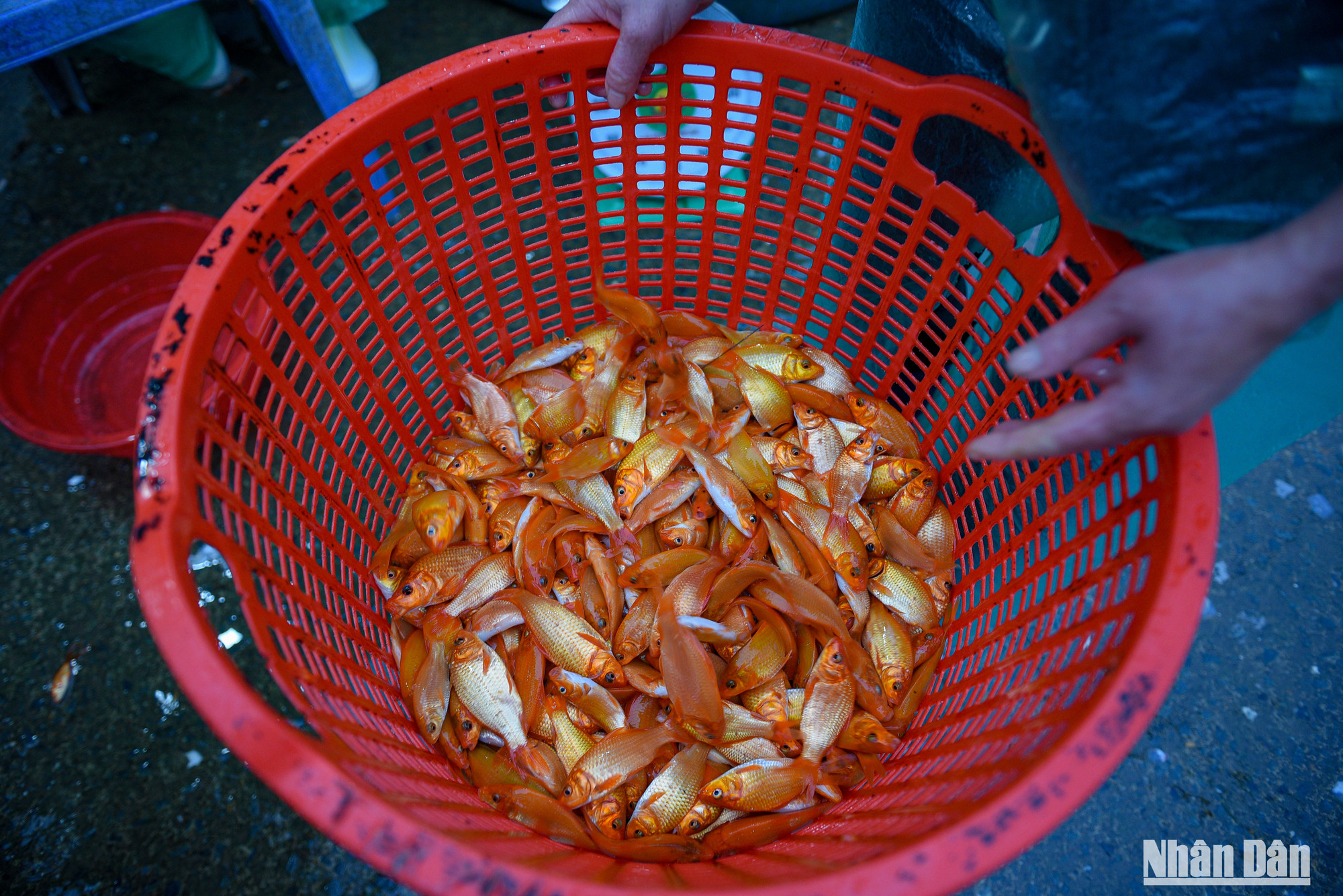 Tiểu thương đến mua cá chép luôn chọn cá rất kỹ trước khi đưa đưa đến tay người tiêu dùng.