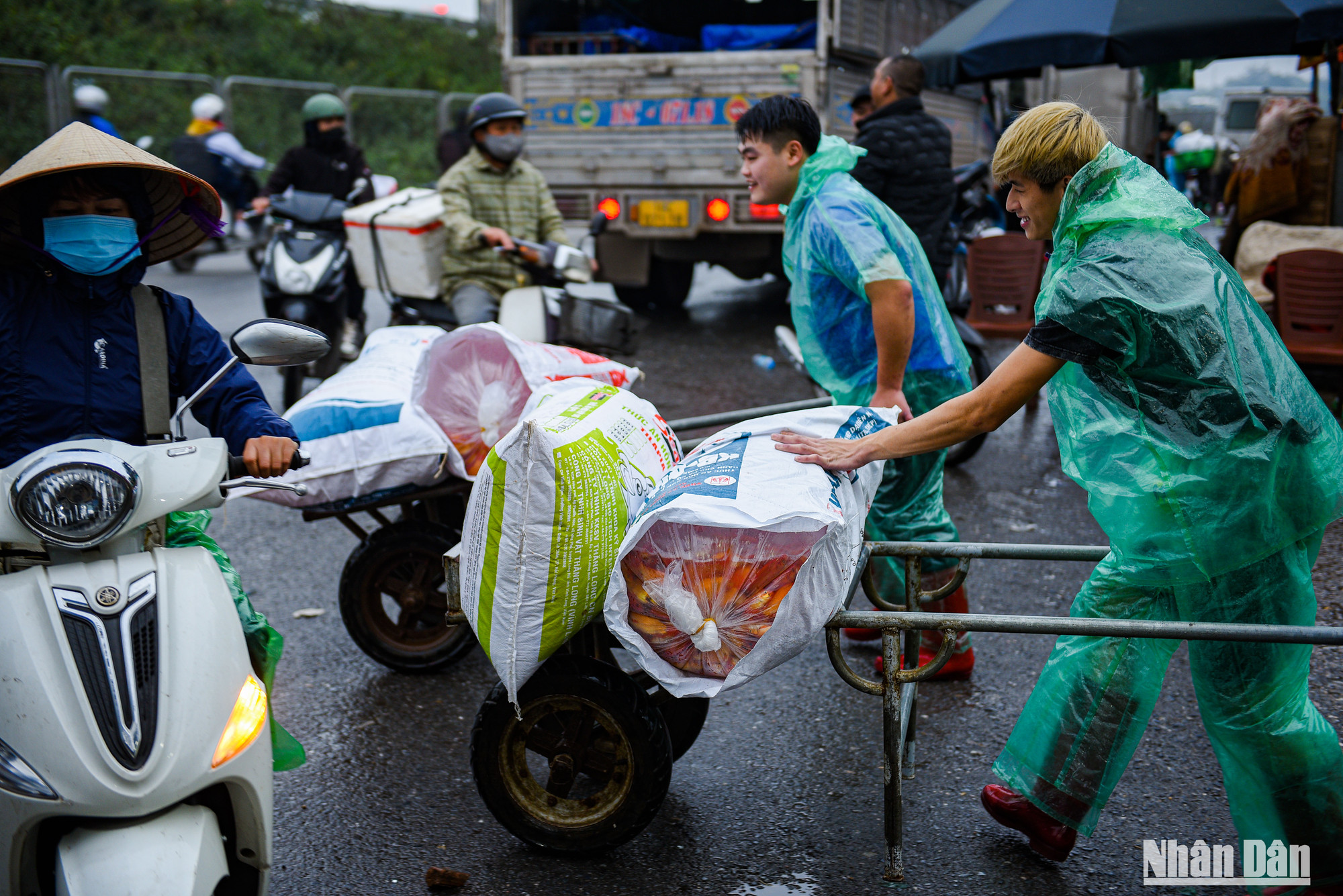 Cá chép tại chợ cá Yên Sở (Hà Nội) sẽ được vận chuyển ra xe để chở đi những huyện, tỉnh lân cận.