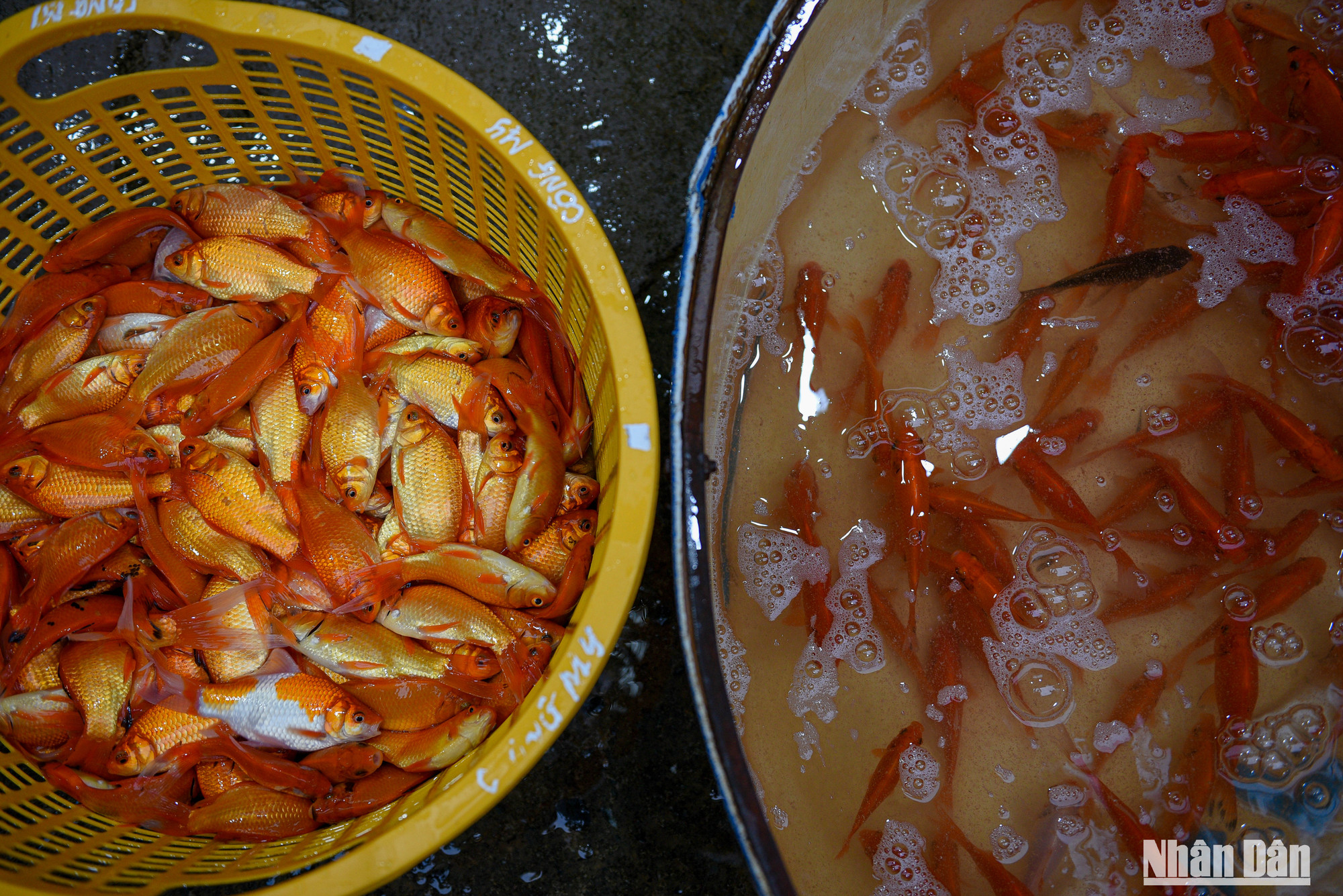 Cả 2 loại cá này đều được được các lái buôn nhập chủ yếu từ các tỉnh Hải Dương, Nam Định, Vĩnh Phúc, Phú Thọ…