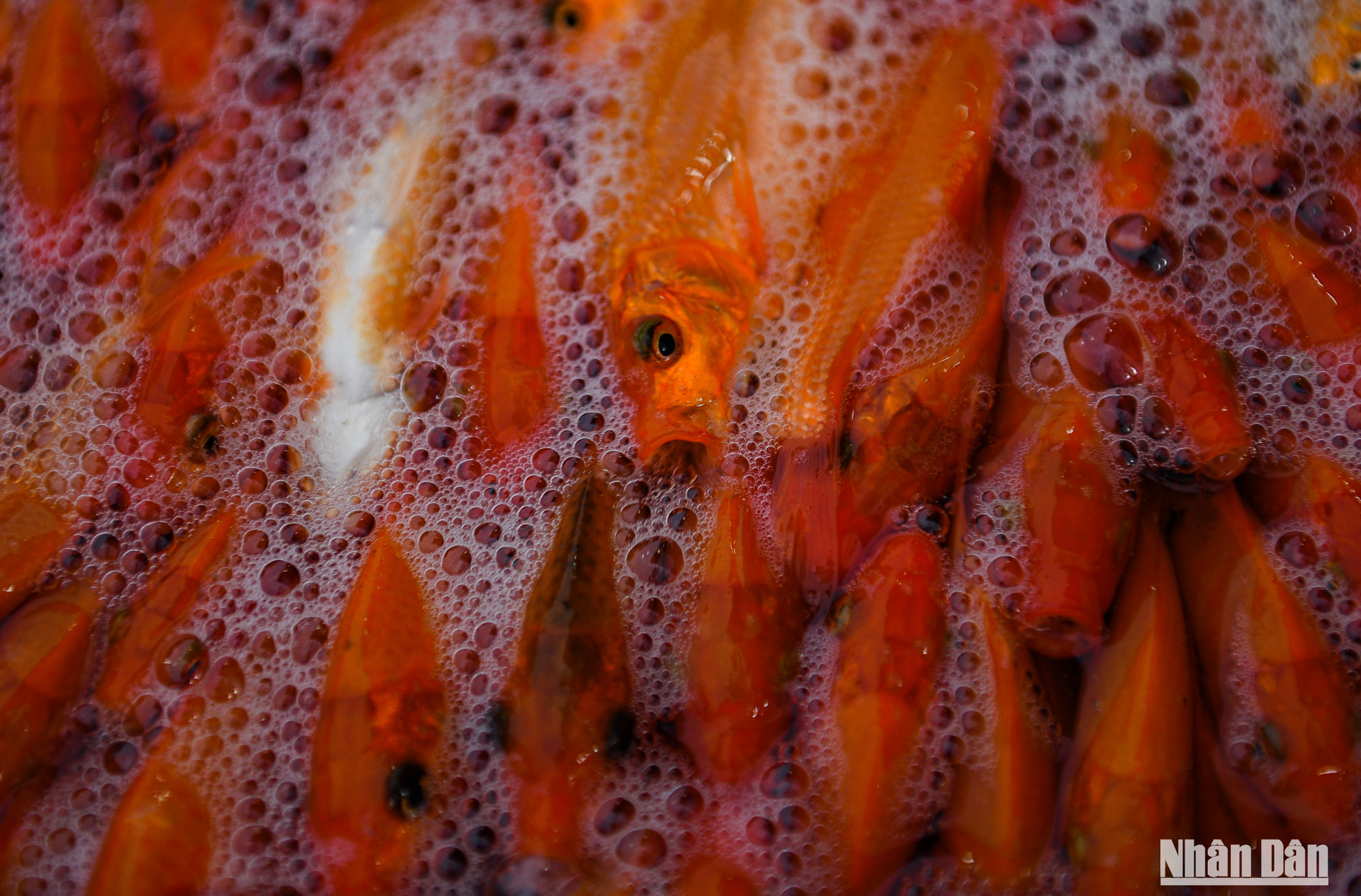 Một tiểu thương tại chợ cá Yên Sở cho biết, khi chọn mua cá cúng 23 tháng Chạp, nên lưu ý một số điểm như: chọn mua cá không bị tróc vảy, đứt đuôi. Khi mua phải quan sát xem cá có bơi khỏe, lặn sâu hay không. Cá mua phải đuôi dài, mắt sáng…