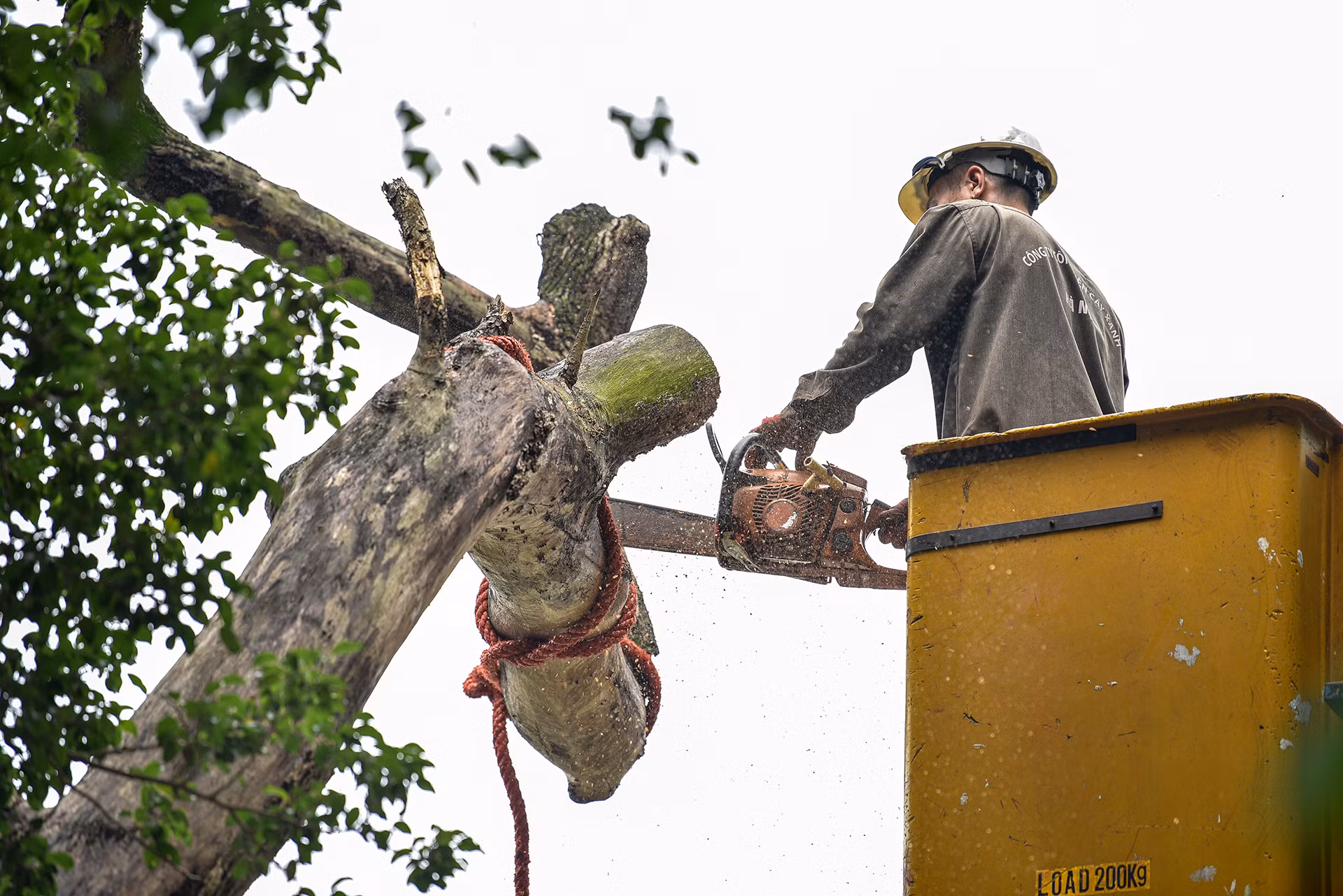 Cây sưa đỏ thuộc nhóm 1A trong Sách Đỏ Việt Nam và cấm khai thác dưới mục đích thương mại từ năm 1994.