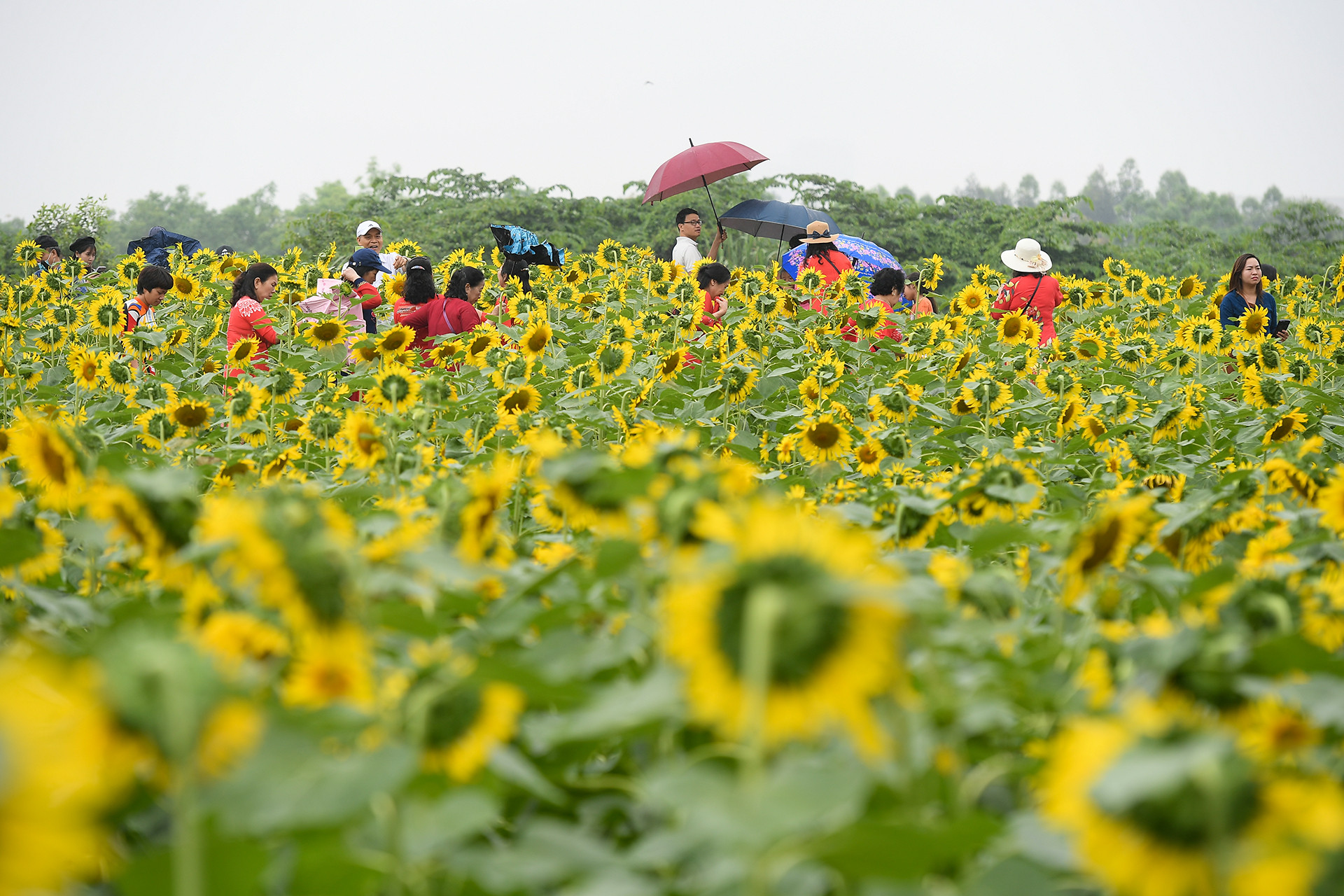 [Ảnh] Mê mẩn ngắm cánh đồng hoa hướng dương rực rỡ khoe sắc tại Ecopark ảnh 1