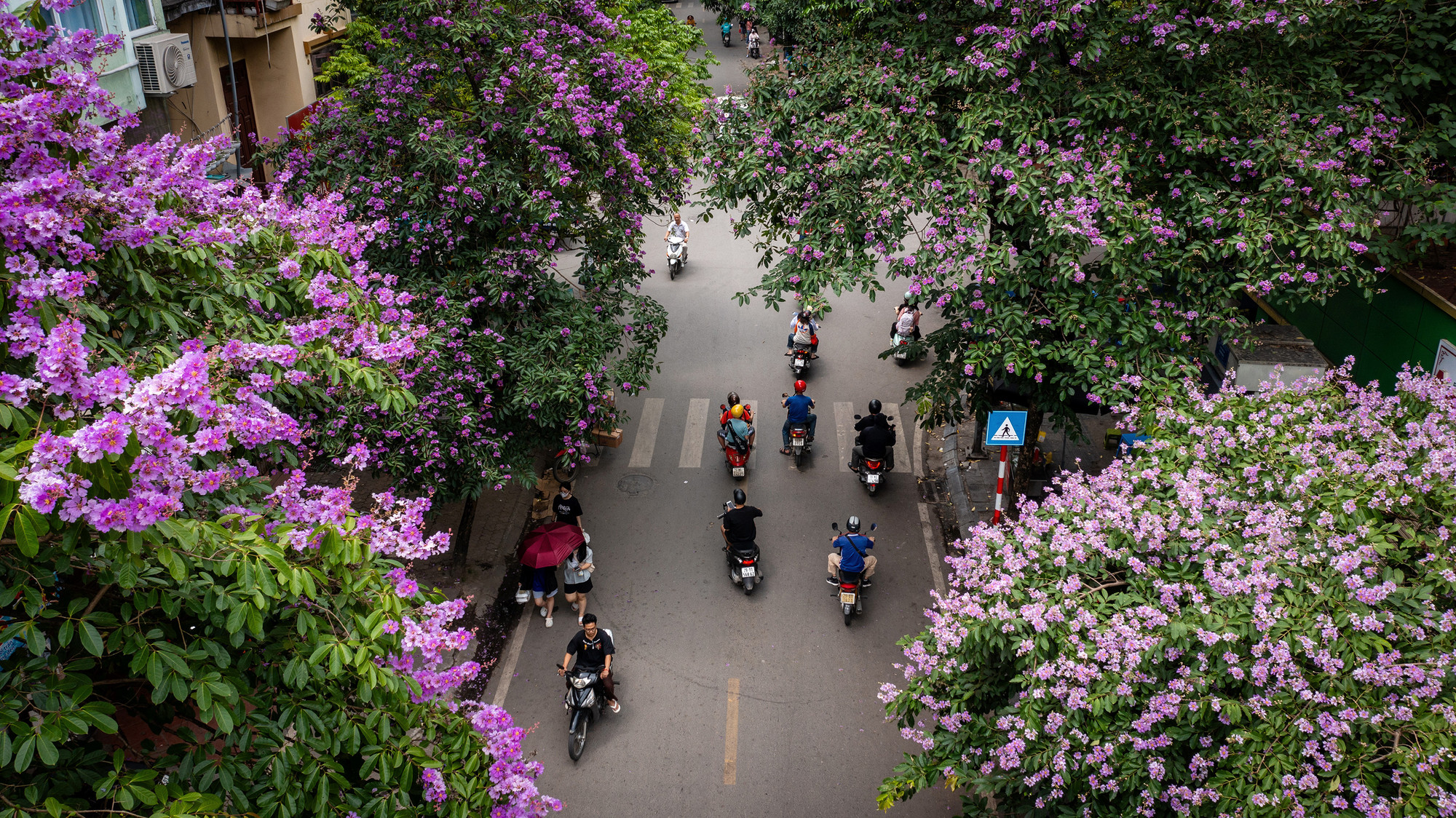 Hoa bằng lăng nở ngợp trời Hà Nội, mang sắc tím trải dài trên nhiều con phố, ngõ nhỏ vẽ nên một bức tranh vô cùng thơ mộng, yên bình