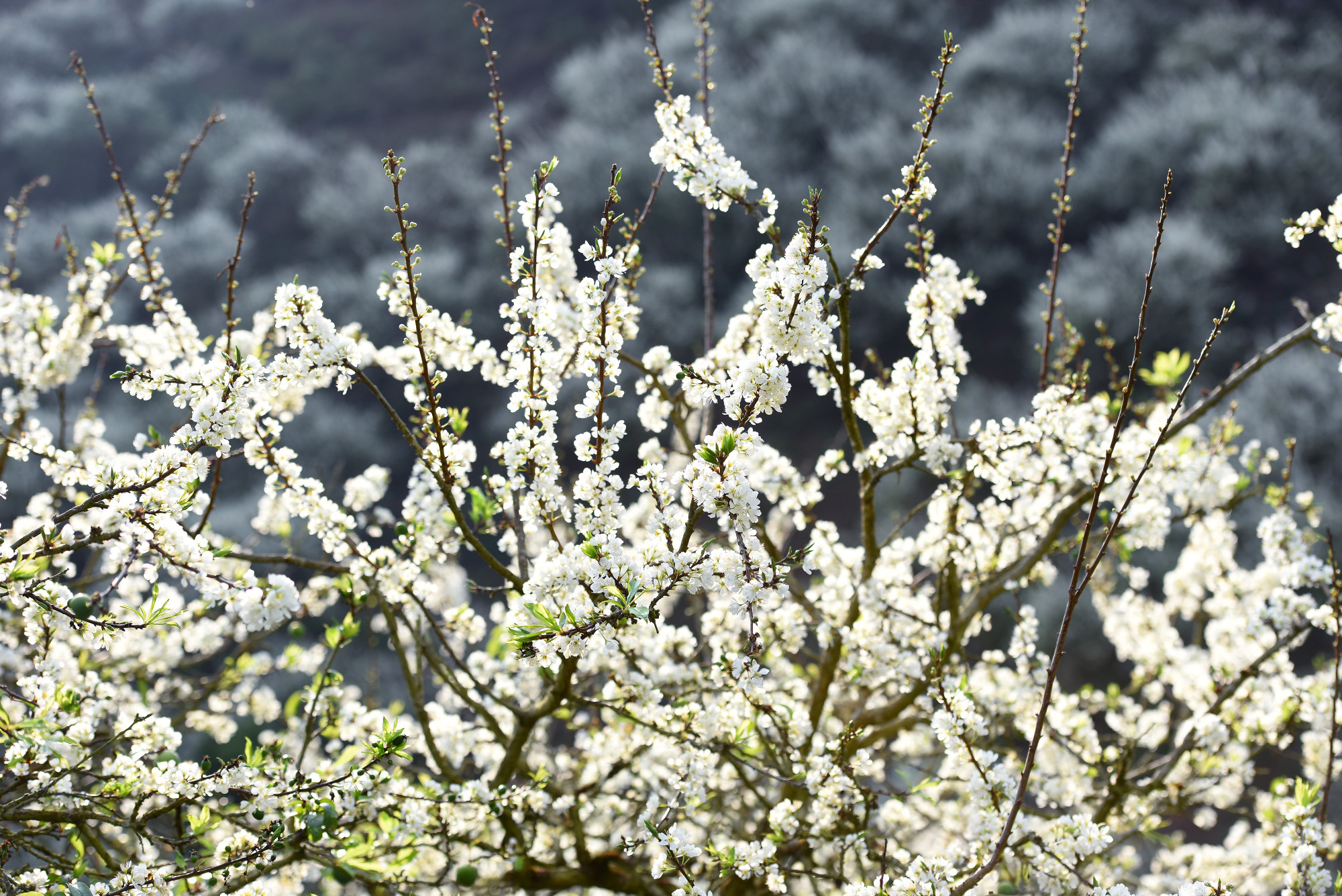 Màu trắng tinh khôi của hoa mận làm núi rừng như bừng sáng, khiến Mộc Châu như được thay một lớp áo mới đầu xuân.