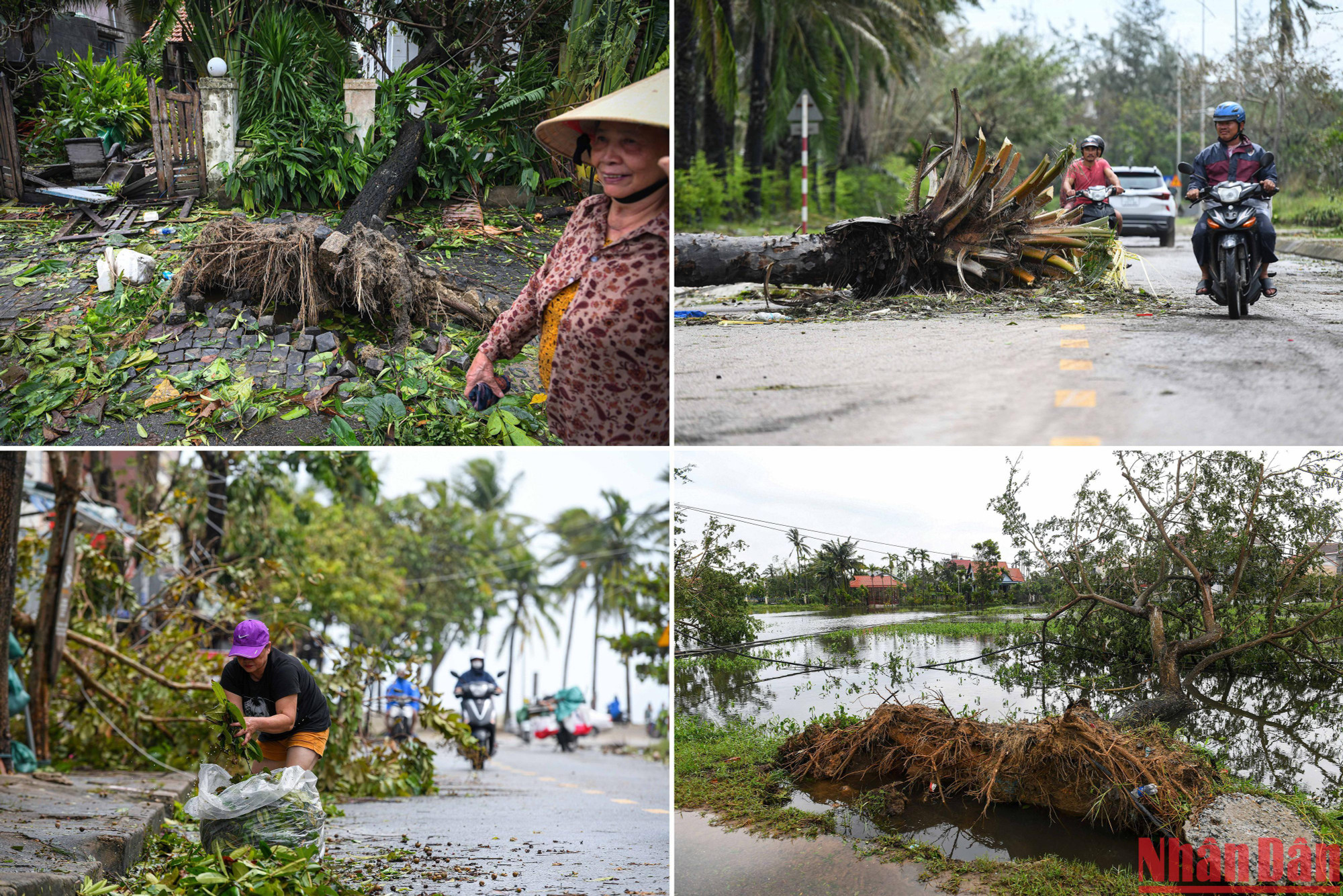 Đi từ khu vực trung tâm thành phố Hội An ra đến bãi biển Cửa Đại là hình ảnh cây bật gốc đổ hàng loạt.