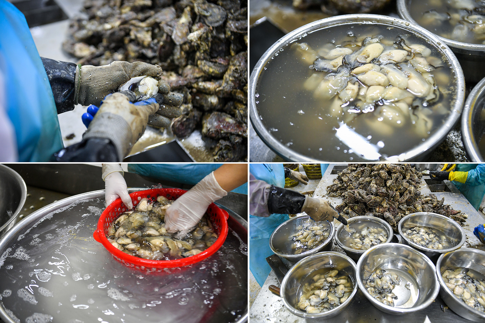 Chọn hàu đạt tiêu chuẩn về kích thước, khoảng 8-9cm. Các công đoạn làm sạch kỹ phần vỏ, tách vỏ hàu đúng kỹ thuật để ruột hàu không bị vỡ, rửa ruột hàu qua nước muối loãng để làm sạch cát, vỏ...