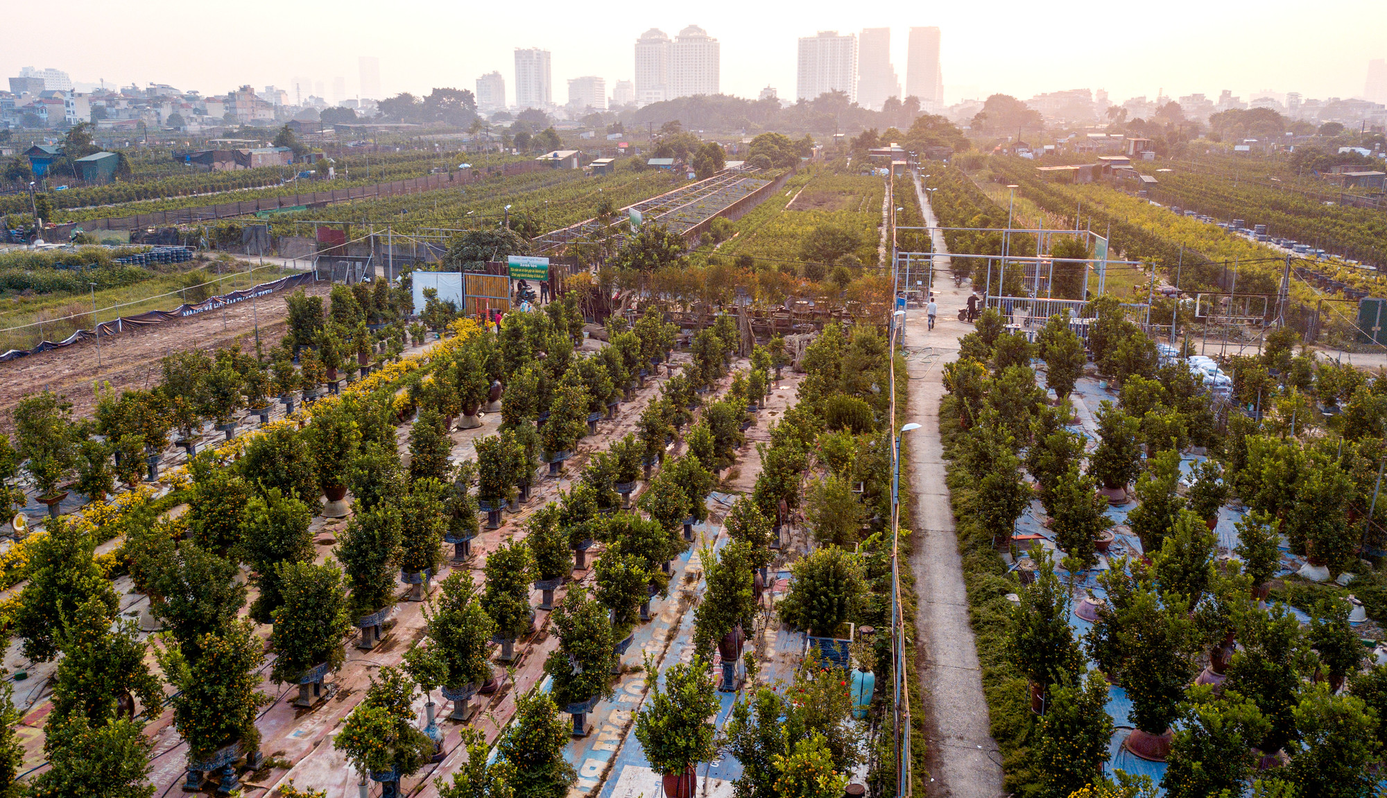 Vào thời điểm cận Tết Nguyên đán Quý Mão 2023, chỉ cần đến làng quất Tứ Liên người dân có thể dễ dàng cảm nhận được không khí Tết đang đến gần. Bởi những nhà vườn trồng quất đang tất bật di chuyển cây lên kệ để mang ra thị trường phục vụ nhu cầu mua sắm của người dân.