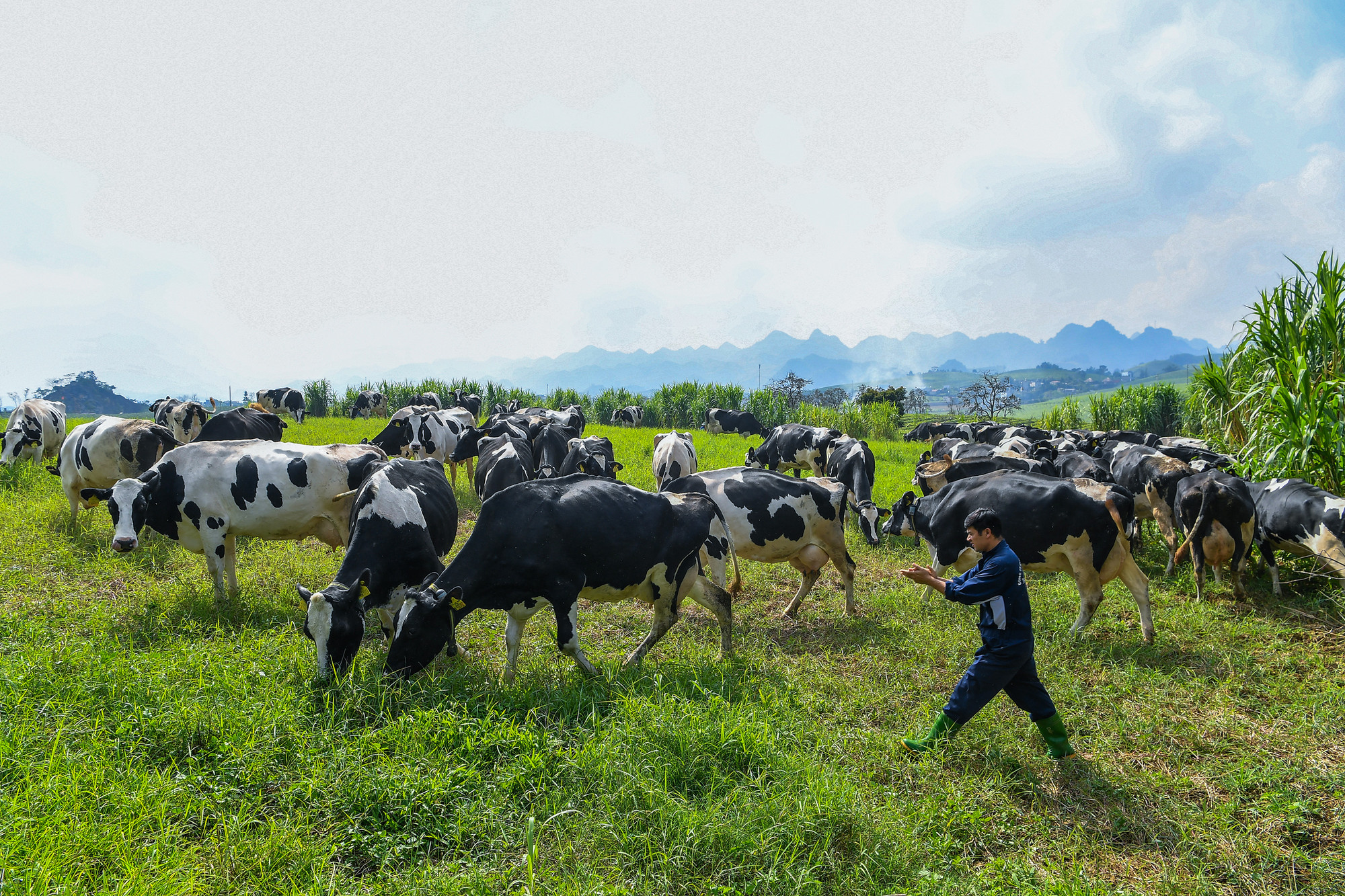 Cao nguyên Mộc Châu được thiên nhiên ưu đãi với đất đai màu mỡ, thảo nguyên xanh mênh mông, nhiệt độ quanh năm mát mẻ trong khoảng 18 - 20 độ C, độ ẩm trung bình 85%, thích hợp chăn nuôi bò sữa. Vì vậy, bò sữa được chăn nuôi ở Mộc Châu luôn khỏe mạnh, cho lượng sữa nhiều với hàm lượng chất đạm và chất béo vượt trội.