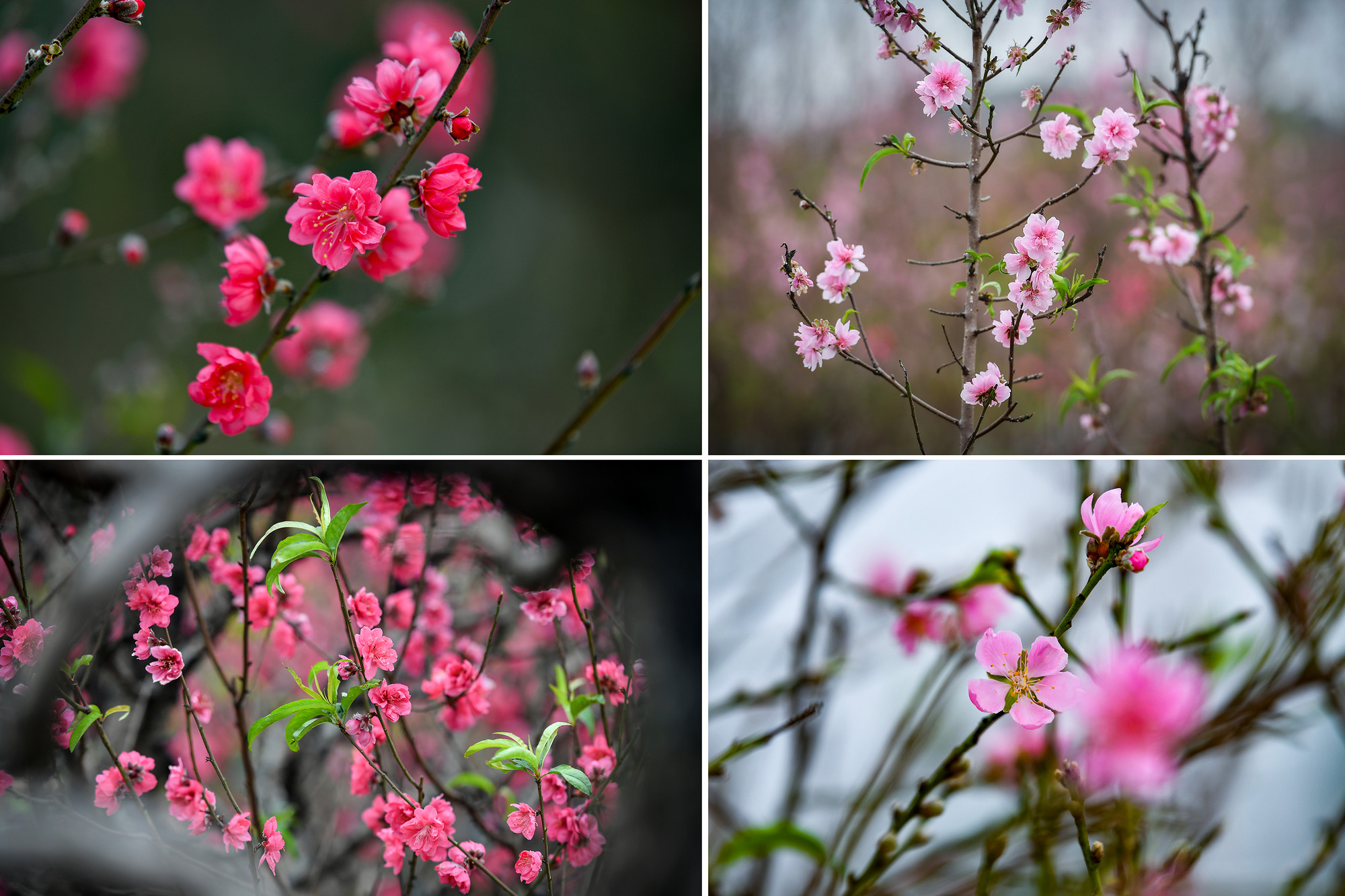 Những cành đào bích màu xác pháo hay đào phai phớt hồng đang nở rộ báo hiệu Tết đến.