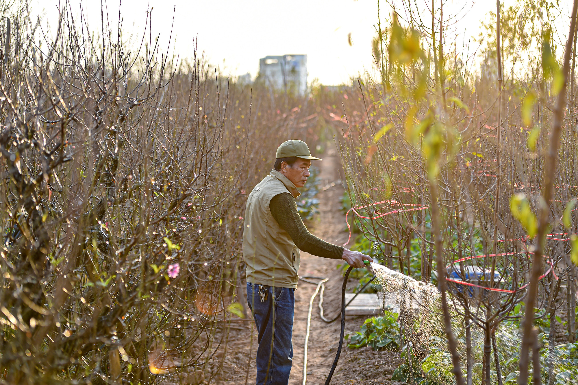 Tại vườn đào Nhật Tân, thời điểm này nhiều vườn đã có những cành nở sớm khoe sắc trong vườn phục vụ người chơi hoa đào sớm vào dịp Tết Dương lịch sắp tới. Theo một chủ vườn đào tại Nhật Tân cho biết, năm nay tính đến bây giờ thời tiết khá thuận lợi, trời hơi hanh khô thì hoa đào sẽ xấu hơn chút.