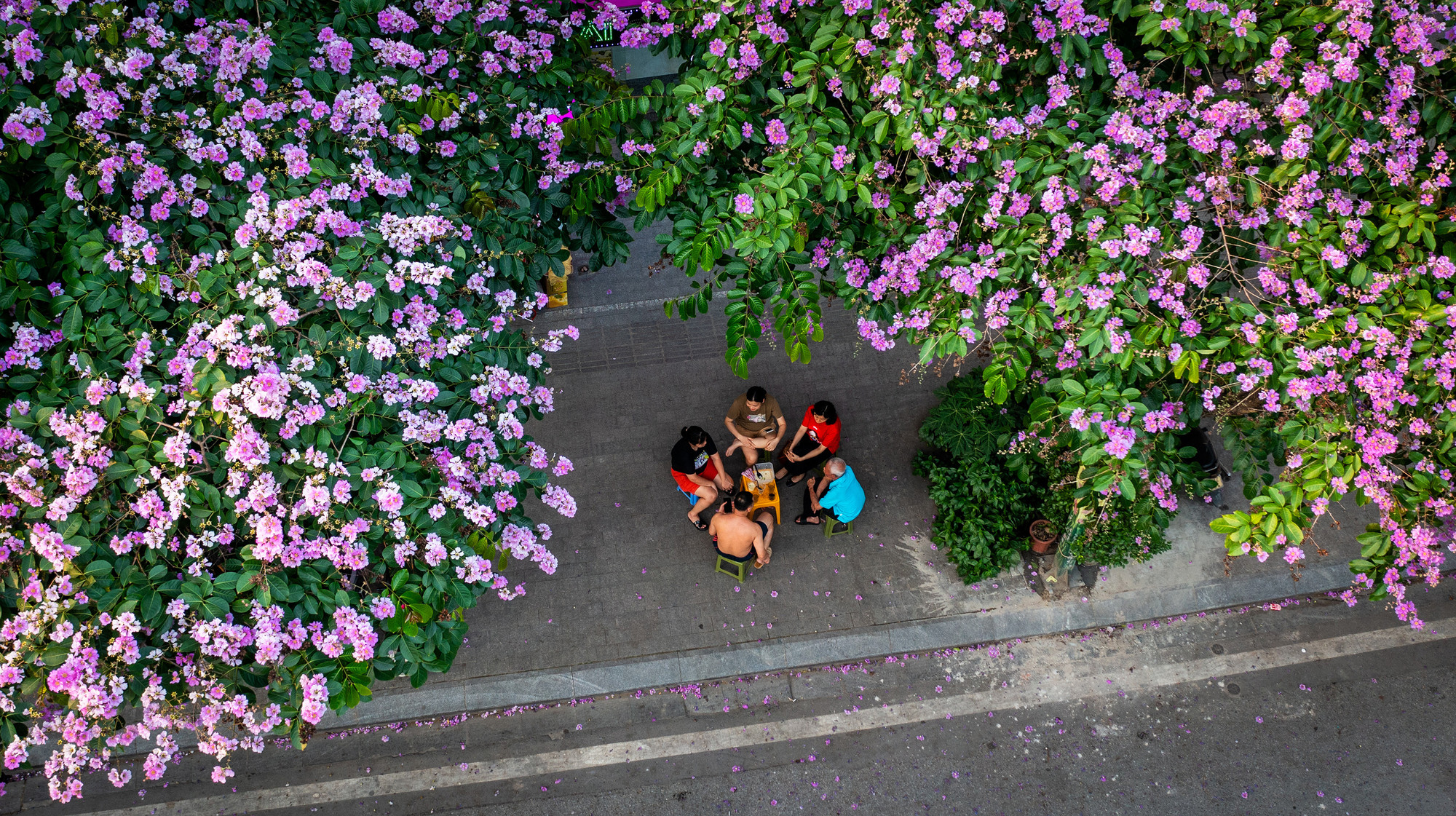 Ngồi uống chè, hóng mát dưới những tán cây bằng lăng đem đến cảm giác bình yên, một nét đẹp rất riêng của người dân Thủ đô