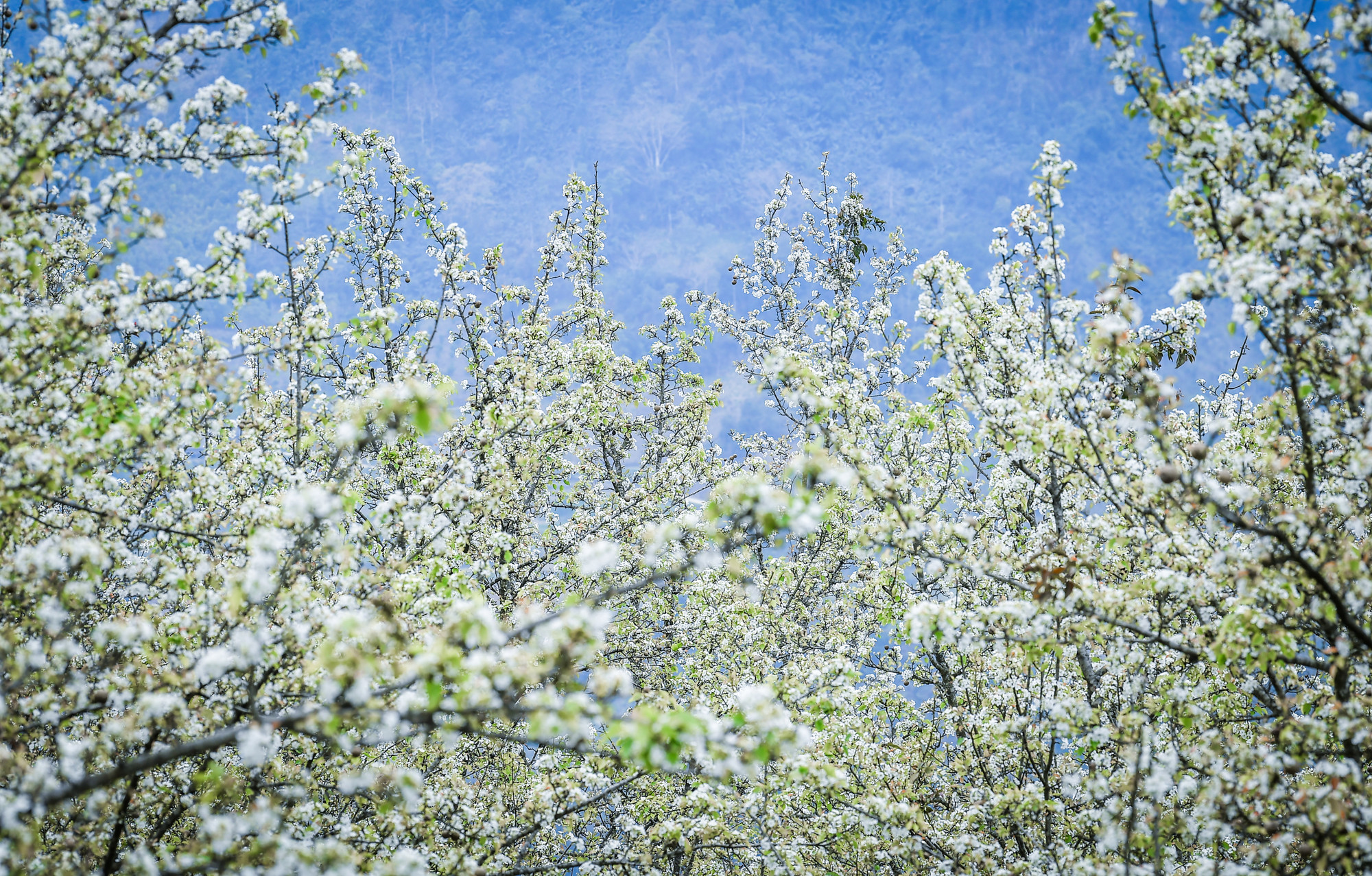 [Ảnh] Lạc bước giữa vườn hoa lê đẹp như cổ tích ở Na Hang, Tuyên Quang ảnh 2