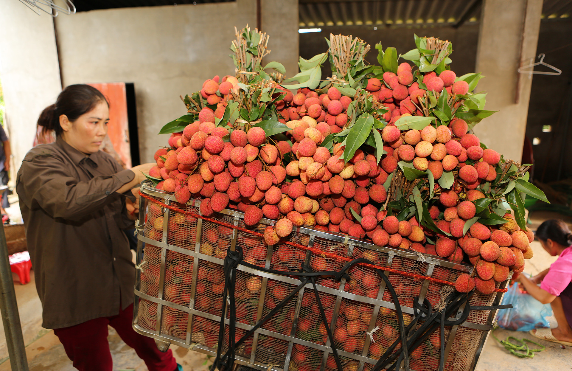 [Ảnh] Vải thiều Lục Ngạn, sản phẩm OCOP nổi tiếng của Bắc Giang ảnh 5