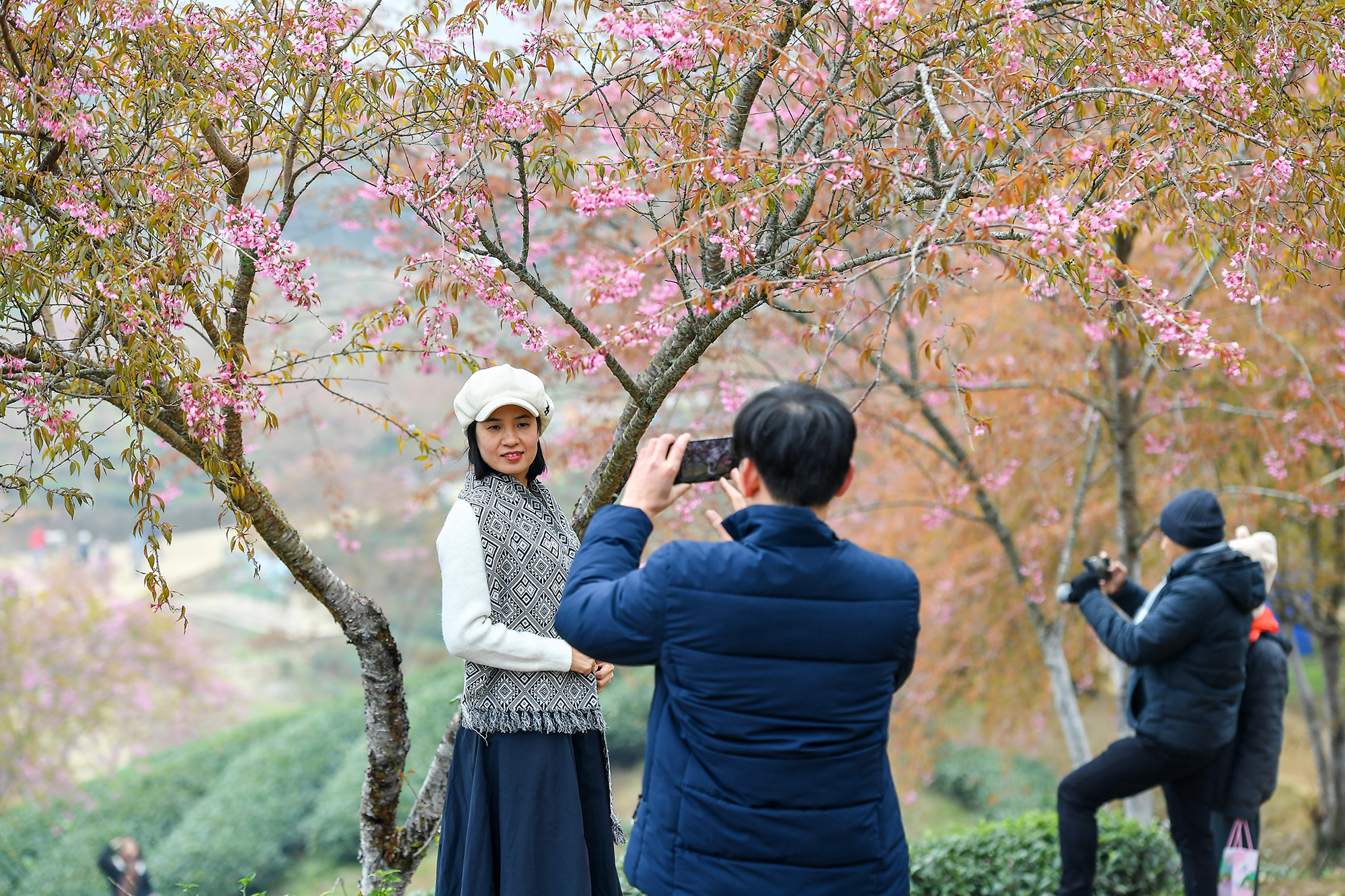 [Ảnh] Vẻ đẹp mai anh đào lẩn khuất trong mây ở đồi chè Ô Long ảnh 12