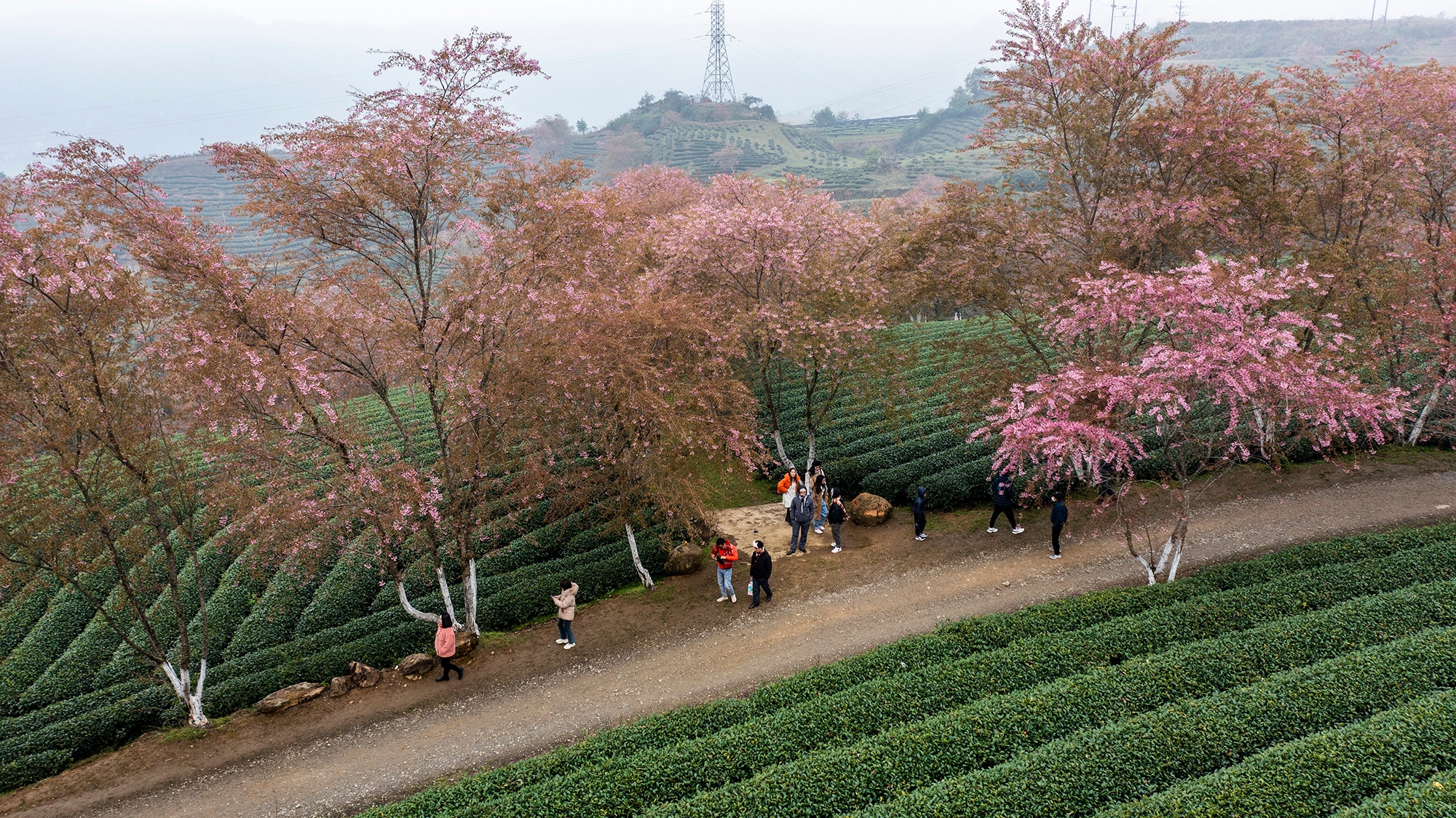 [Ảnh] Vẻ đẹp mai anh đào lẩn khuất trong mây ở đồi chè Ô Long ảnh 8