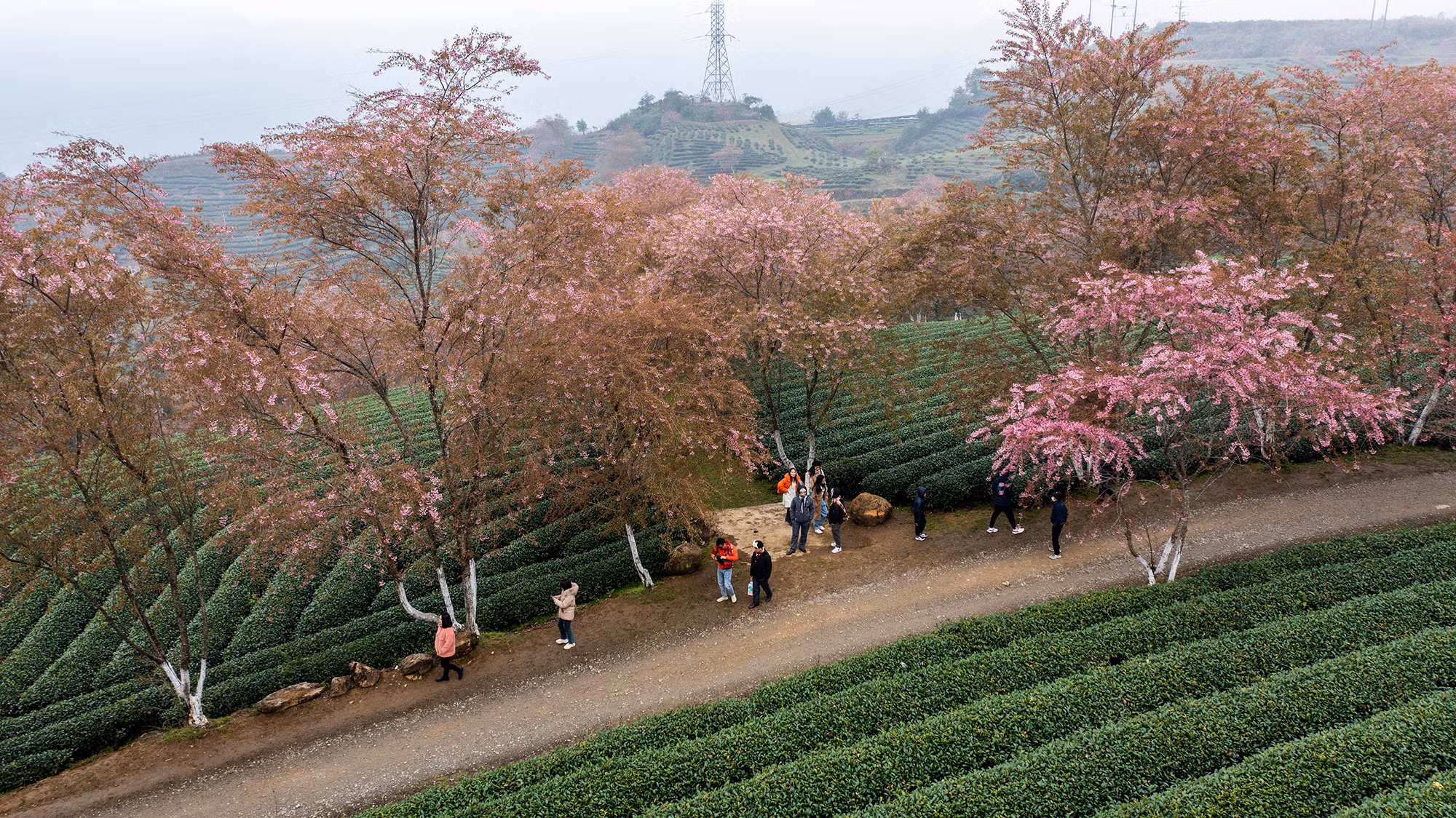 [Ảnh] Vẻ đẹp mai anh đào lẩn khuất trong mây ở đồi chè Ô Long ảnh 8
