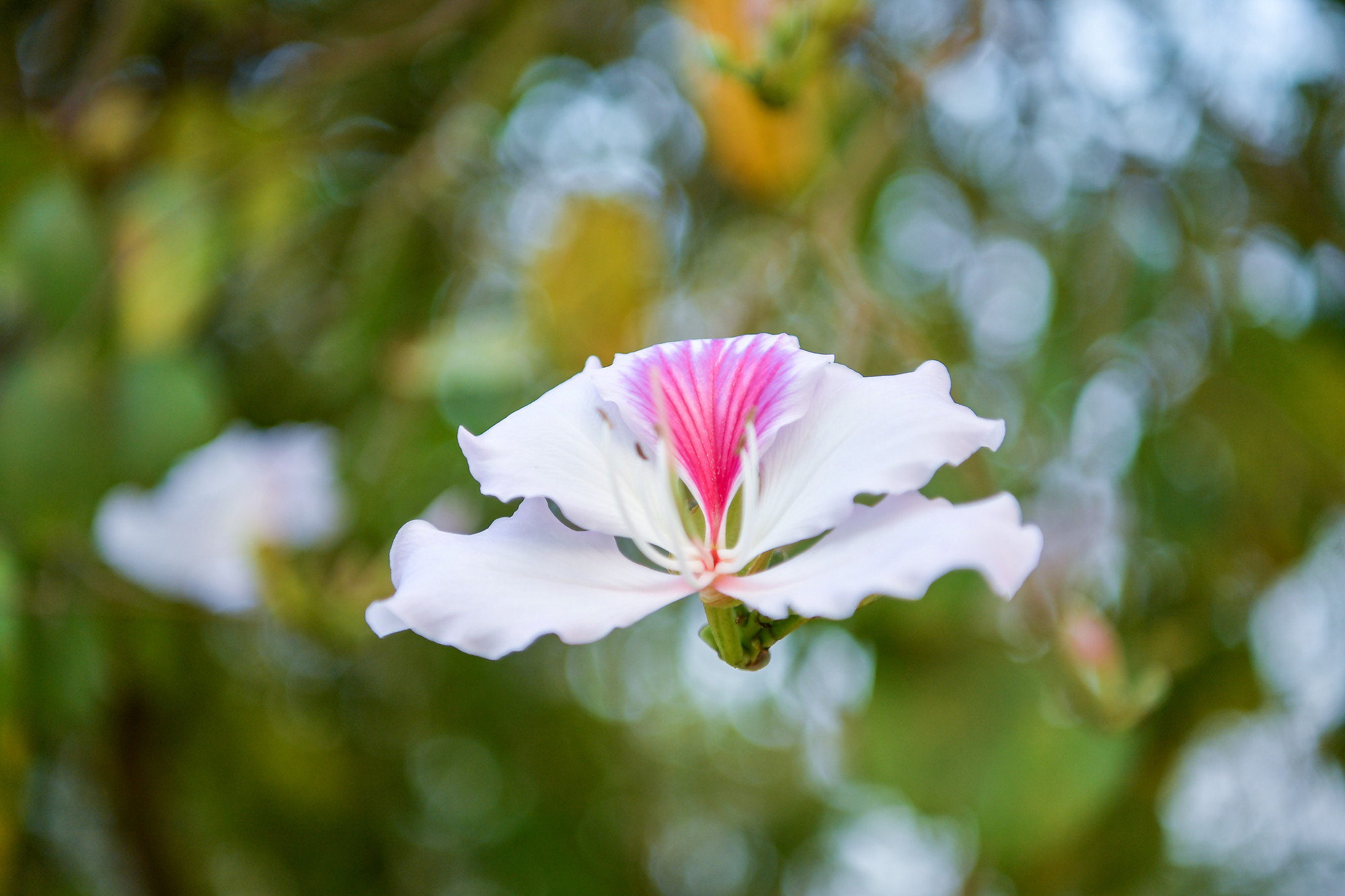 [Ảnh] Thiếu nữ Tây Bắc khoe sắc cùng hoa ban Điện Biên những ngày tháng 3 ảnh 6