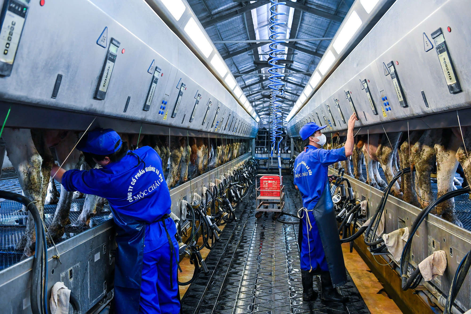 Phòng máy vắt sữa bò hiện đại.