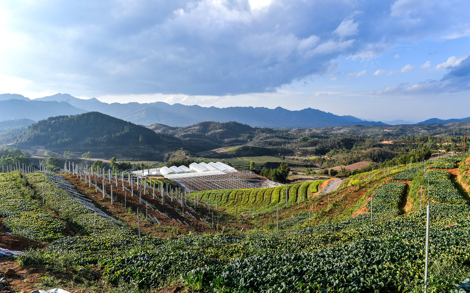 Từ một mảnh đất cằn, một vườn rau quy mô hơn 30ha đã ra đời, mở ra một tương lai mới cho vùng cao Si Pa Phìn.