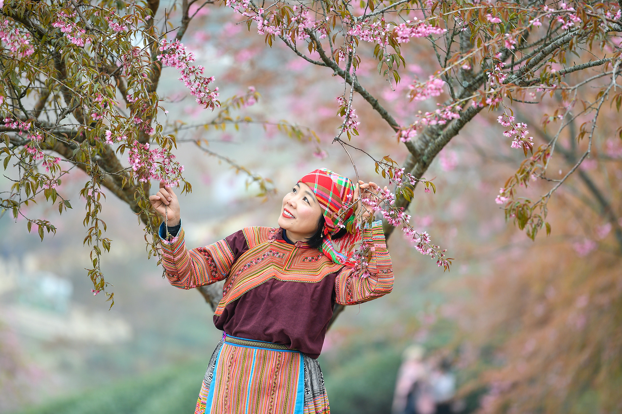 [Ảnh] Vẻ đẹp mai anh đào lẩn khuất trong mây ở đồi chè Ô Long ảnh 13