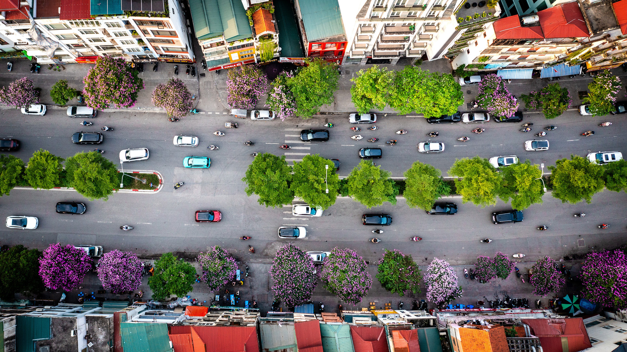 Cả một hàng dài bằng lăng tím trên phố Đào Tấn tạo nên một cảnh sắc thật ấn tượng.