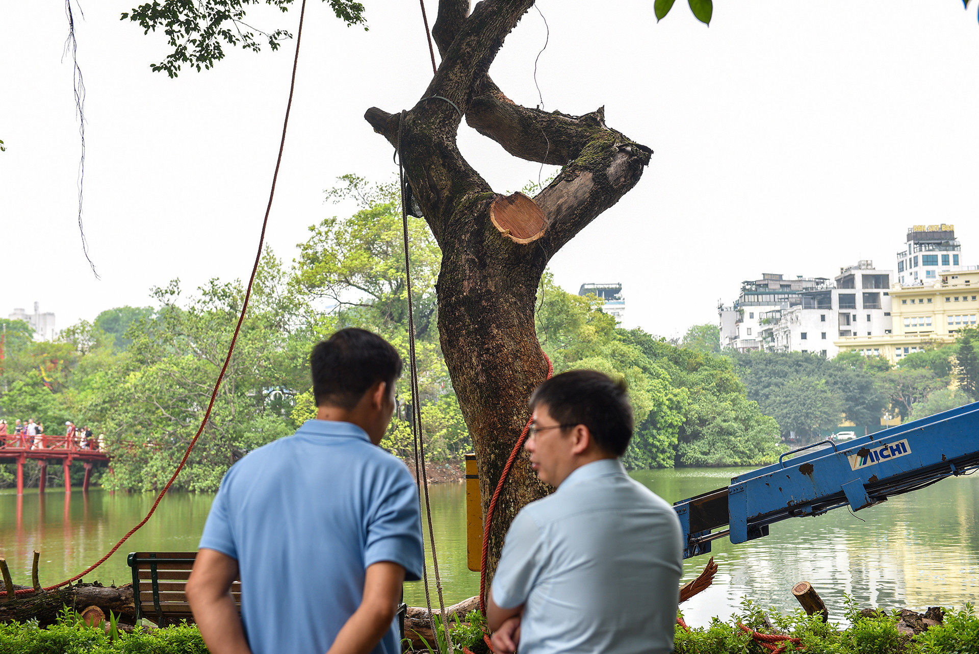 Ông Nguyễn Kim Quỳnh, Phó Trưởng phòng Hạ tầng Kỹ Thuật - Ban Quản lý Hồ Hoàn Kiếm và Phố cổ Hà Nội cho biết, quy trình chặt cây sưa sẽ phức tạp hơn so với quy trình chặt các loại cây khác, do cây gỗ sưa nằm trong danh mục cây có giá trị kinh tế cao.