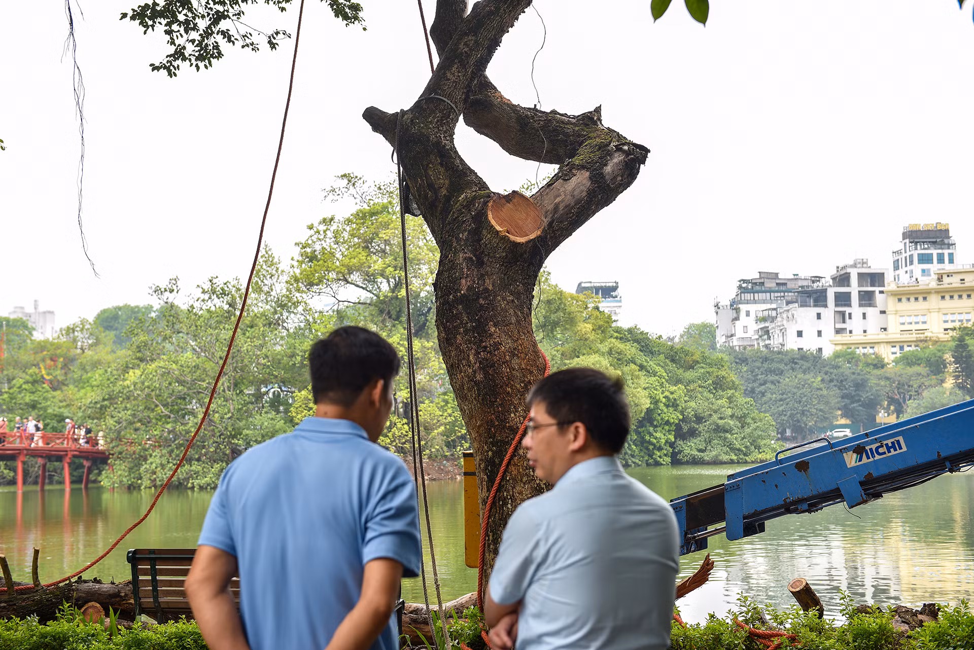 Ông Nguyễn Kim Quỳnh, Phó Trưởng phòng Hạ tầng Kỹ Thuật - Ban Quản lý Hồ Hoàn Kiếm và Phố cổ Hà Nội cho biết, quy trình chặt cây sưa sẽ phức tạp hơn so với quy trình chặt các loại cây khác, do cây gỗ sưa nằm trong danh mục cây có giá trị kinh tế cao.