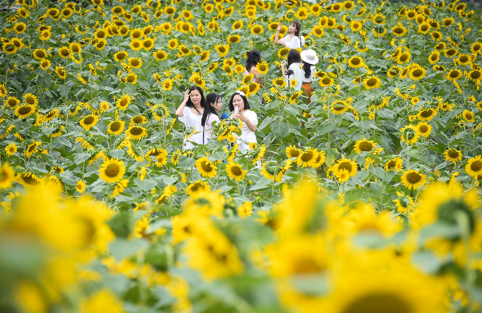[Ảnh] Mê mẩn ngắm cánh đồng hoa hướng dương rực rỡ khoe sắc tại Ecopark