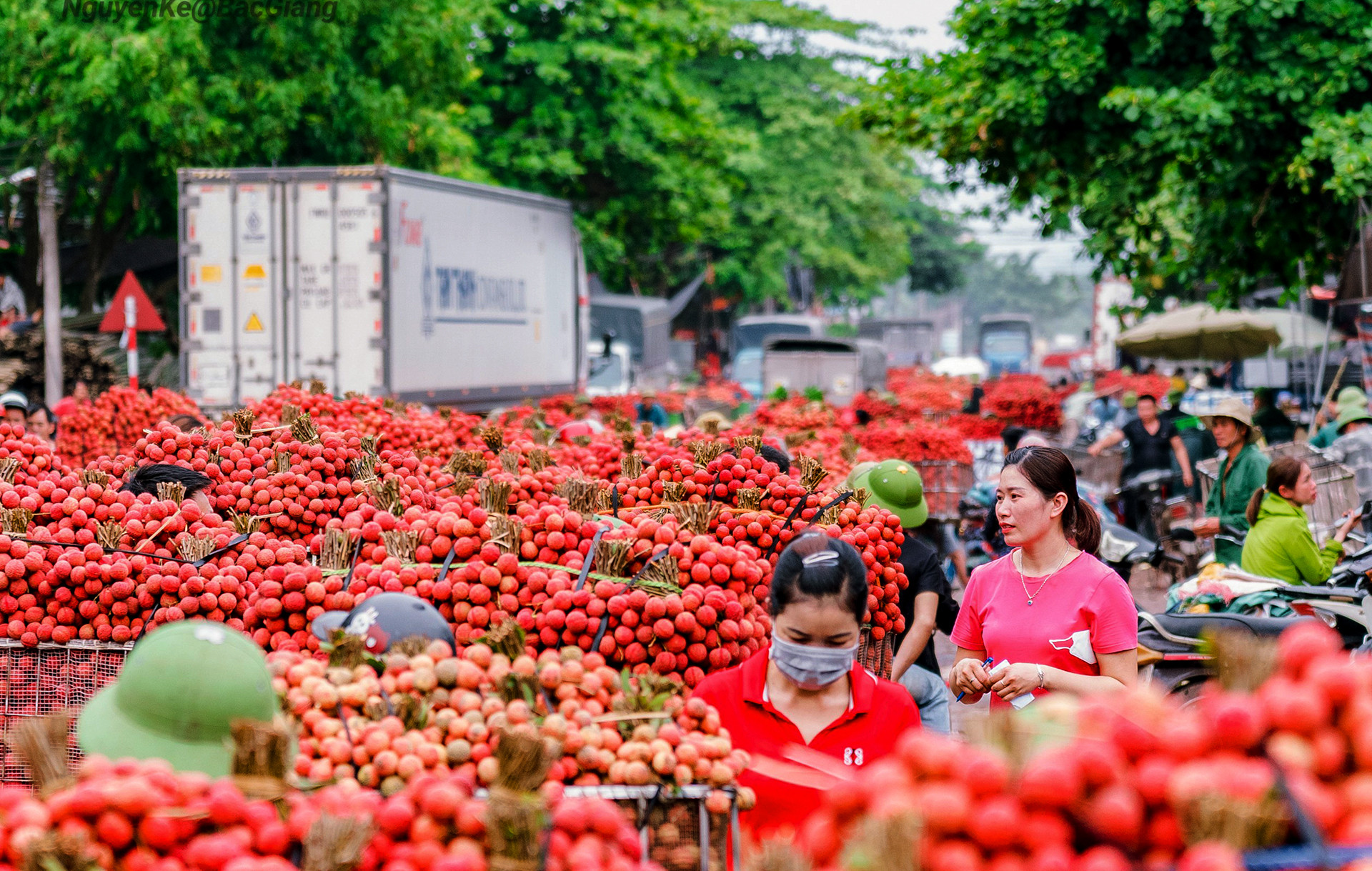 [Ảnh] Vải thiều Lục Ngạn, sản phẩm OCOP nổi tiếng của Bắc Giang ảnh 8