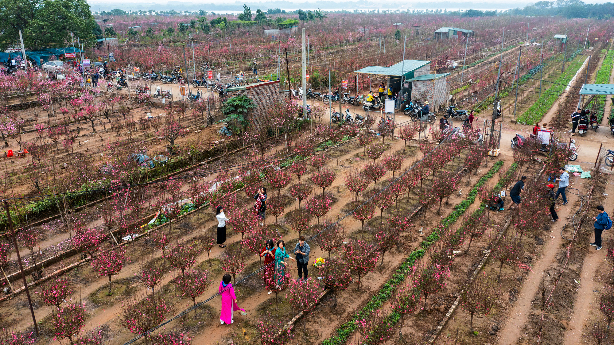 Cận Tết, những vườn đào tại làng Nhật Tân (Tây Hồ, Hà Nội) đang rực rỡ khoe sắc. Hàng vạn gốc đào, hoa đã bung nở, thu hút nhiều khách tới tham quan và chọn đào chơi Tết.