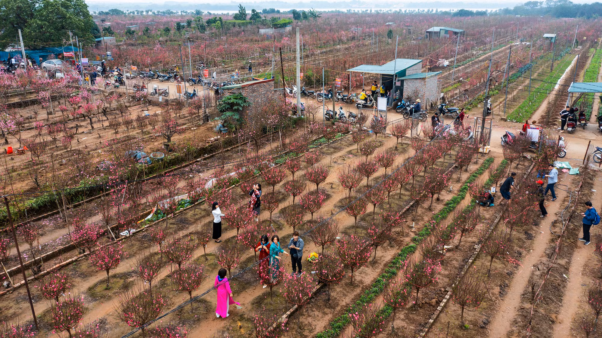 Cận Tết, những vườn đào tại làng Nhật Tân (Tây Hồ, Hà Nội) đang rực rỡ khoe sắc. Hàng vạn gốc đào, hoa đã bung nở, thu hút nhiều khách tới tham quan và chọn đào chơi Tết.