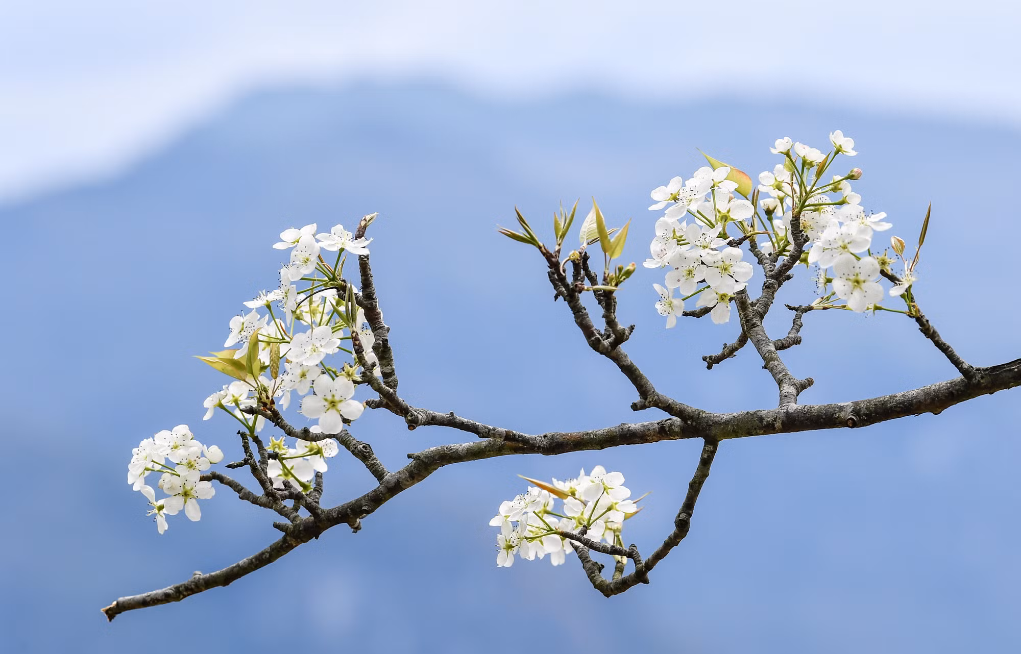 [Ảnh] Lạc bước giữa vườn hoa lê đẹp như cổ tích ở Na Hang, Tuyên Quang ảnh 3