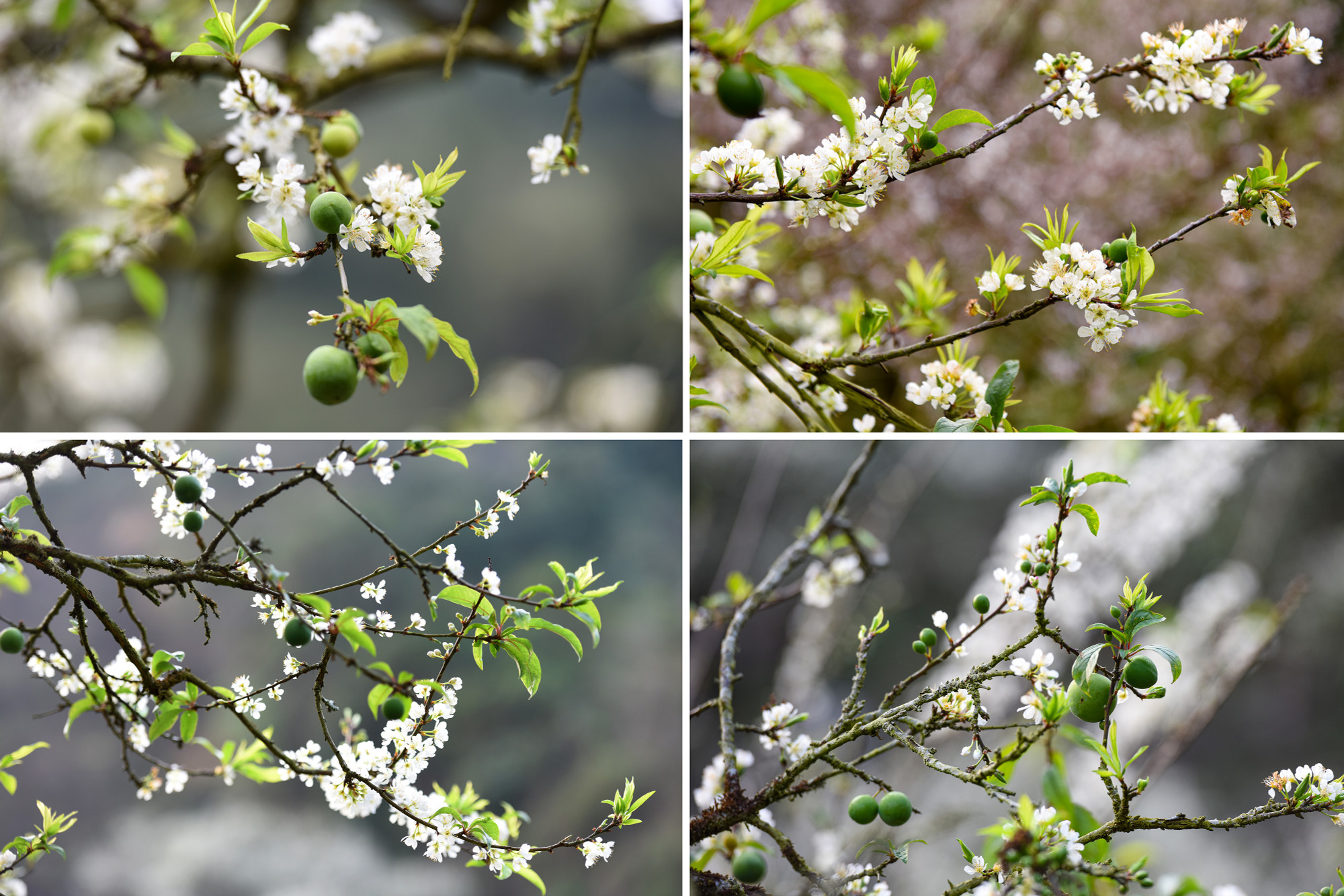 Lấp ló quả xanh, quả đỏ báo hiệu một mùa bội thu.