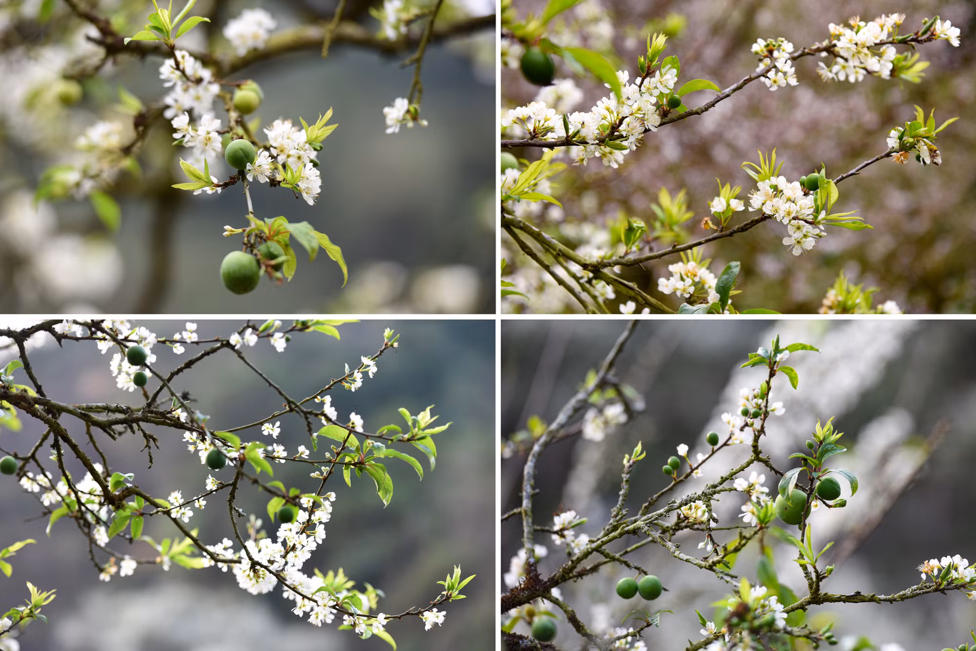 Lấp ló quả xanh, quả đỏ báo hiệu một mùa bội thu.