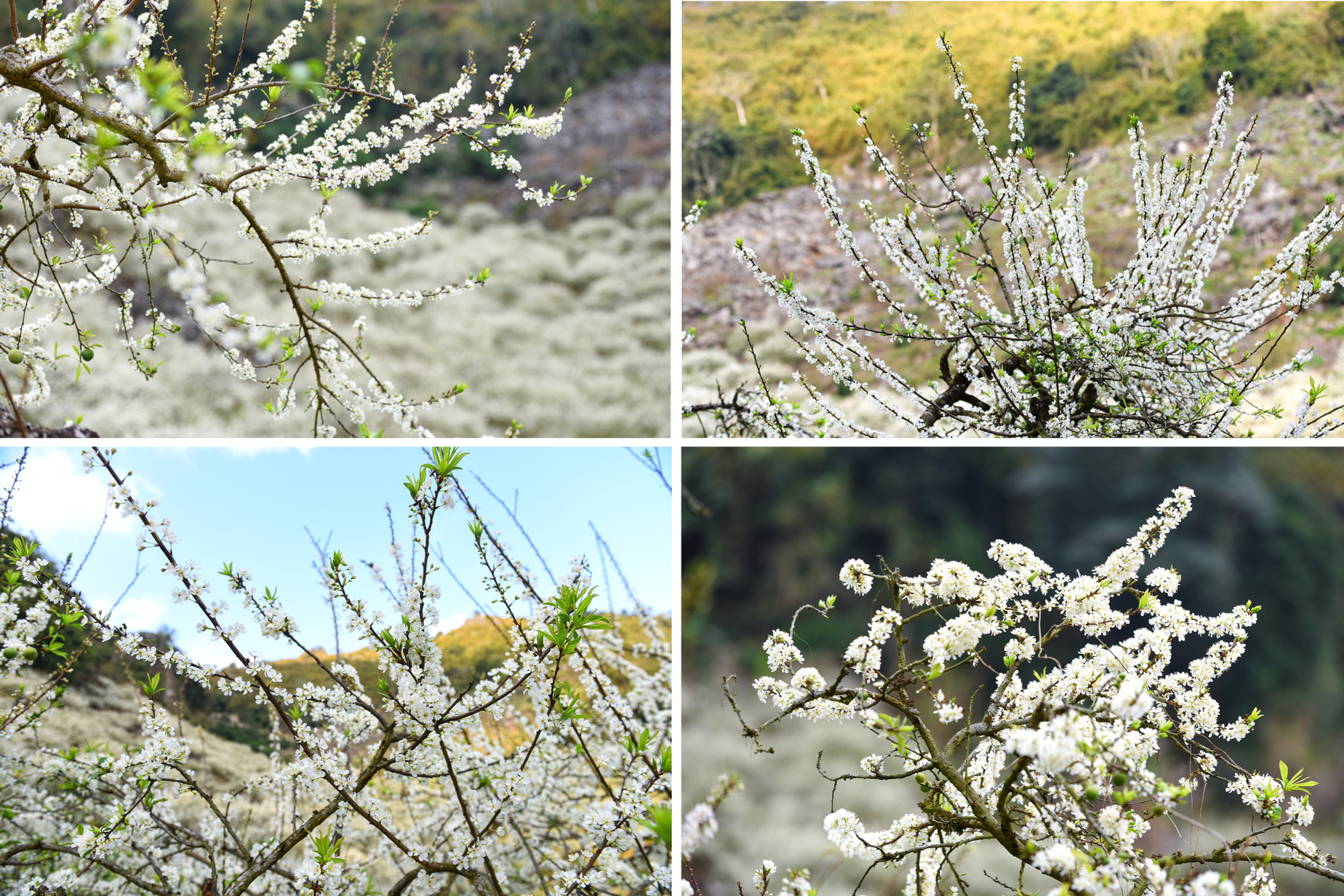 Những cành mận trắng bung nở khoe sắc.