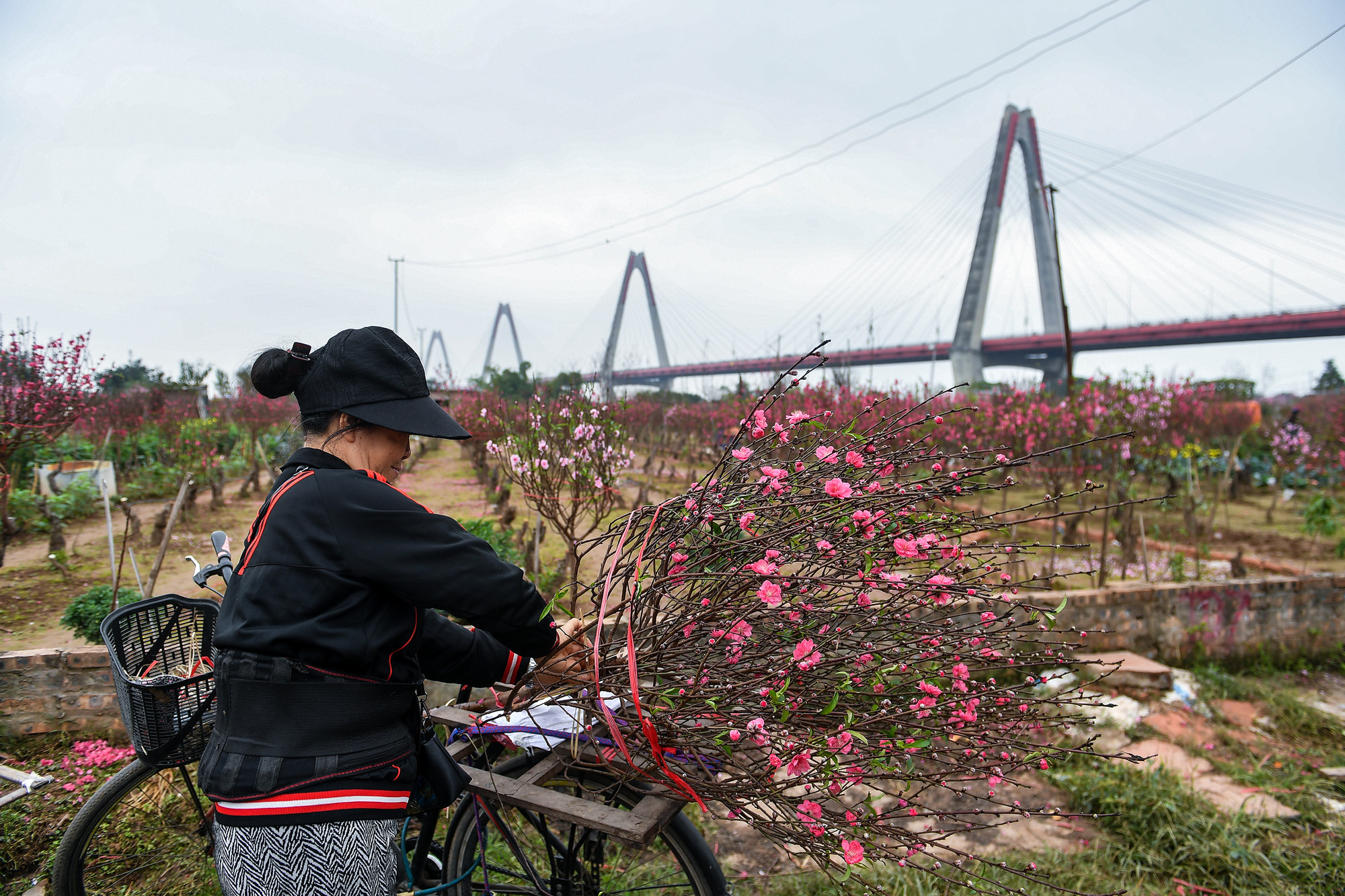 Những người dân trồng đào ở vùng này cho biết, từ trước Tết Nguyên đán 30-45 ngày, các luống đào đã được tuốt hết lá, một kỹ thuật cần thiết để những cành đào nở hoa đúng thời điểm Tết. Tuy nhiên gần Tết vẫn phụ thuộc vào thời tiết, trời lạnh thì được chứ mưa với nồm ẩm như mấy ngày hôm nay thì hoa đào nở hết.