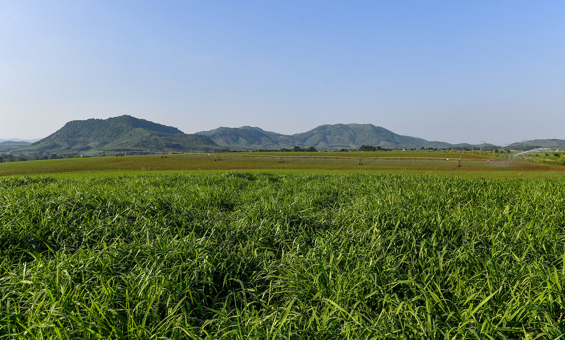 TH cũng chính là trang trại đầu tiên thực hiện chuyển đổi đồng cỏ, đàn bò sang chăn nuôi organic (hữu cơ) để sản xuất sữa tươi organic theo tiêu chuẩn châu Âu tại Việt Nam.