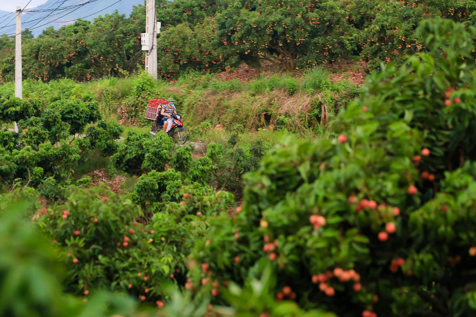 [Ảnh] Vải thiều Lục Ngạn, sản phẩm OCOP nổi tiếng của Bắc Giang ảnh 1