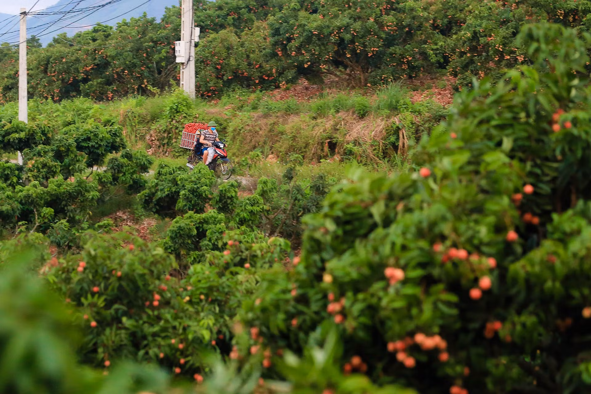 [Ảnh] Vải thiều Lục Ngạn, sản phẩm OCOP nổi tiếng của Bắc Giang ảnh 1