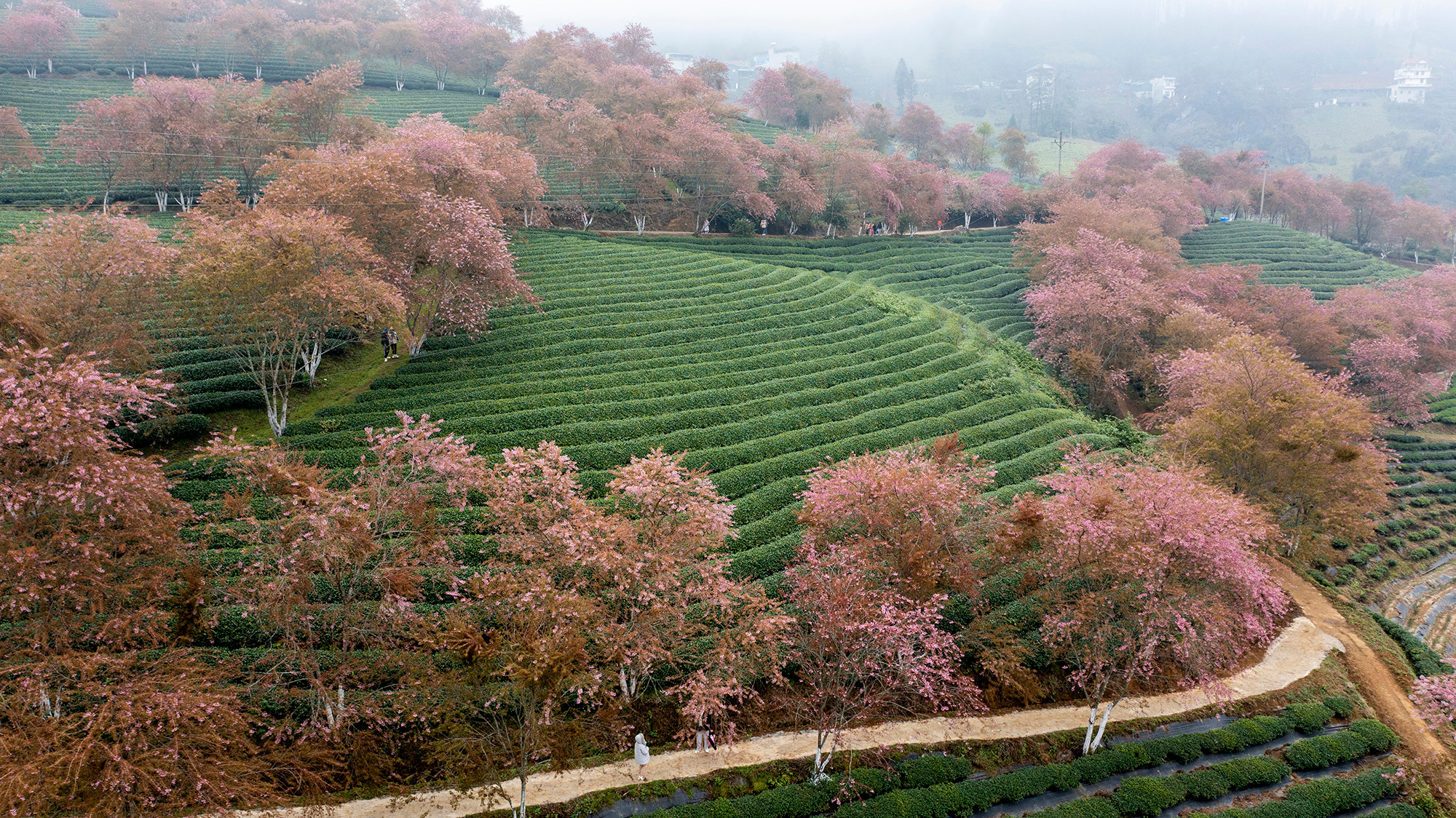 [Ảnh] Vẻ đẹp mai anh đào lẩn khuất trong mây ở đồi chè Ô Long ảnh 2