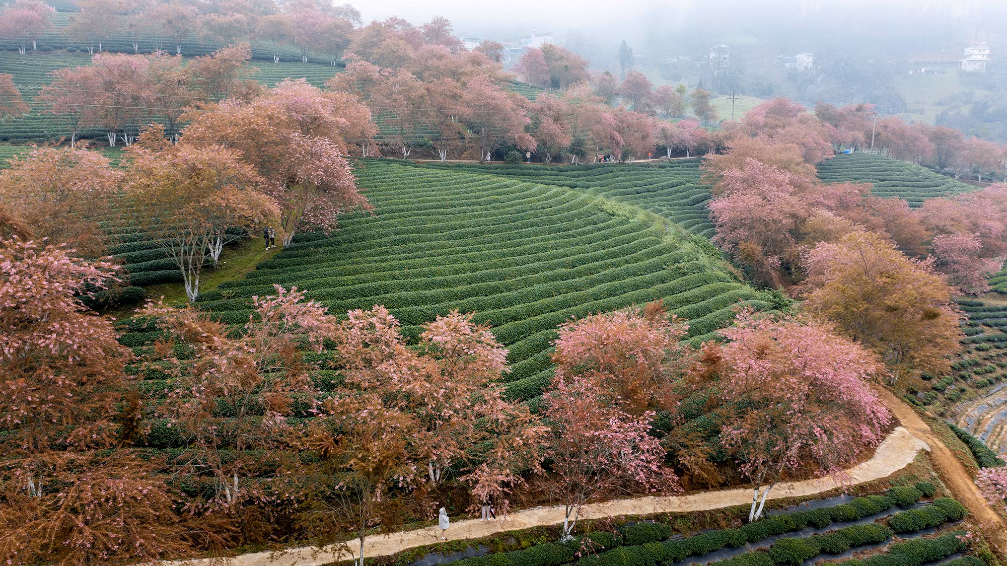 [Ảnh] Vẻ đẹp mai anh đào lẩn khuất trong mây ở đồi chè Ô Long ảnh 2