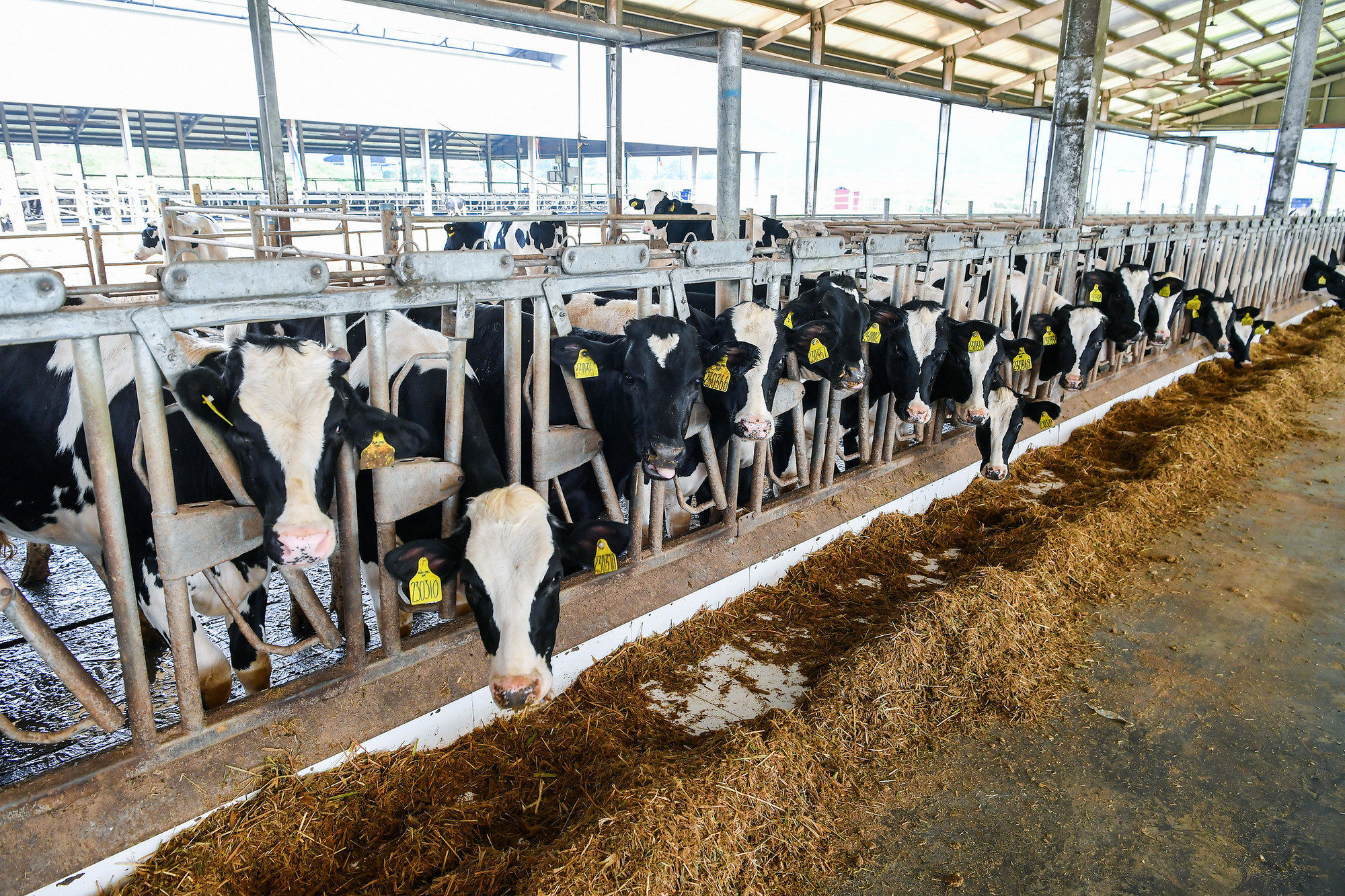 Bên cạnh đó, Công ty còn đầu tư hàng trăm tỷ đồng để xây dựng nhà máy sản xuất, trung tâm giống, nhà máy sản xuất thức ăn chăn nuôi TMR hiện đại đầu tiên ở Việt Nam... nhằm bảo đảm nguồn cung cấp nguyên liệu có chất lượng cao.