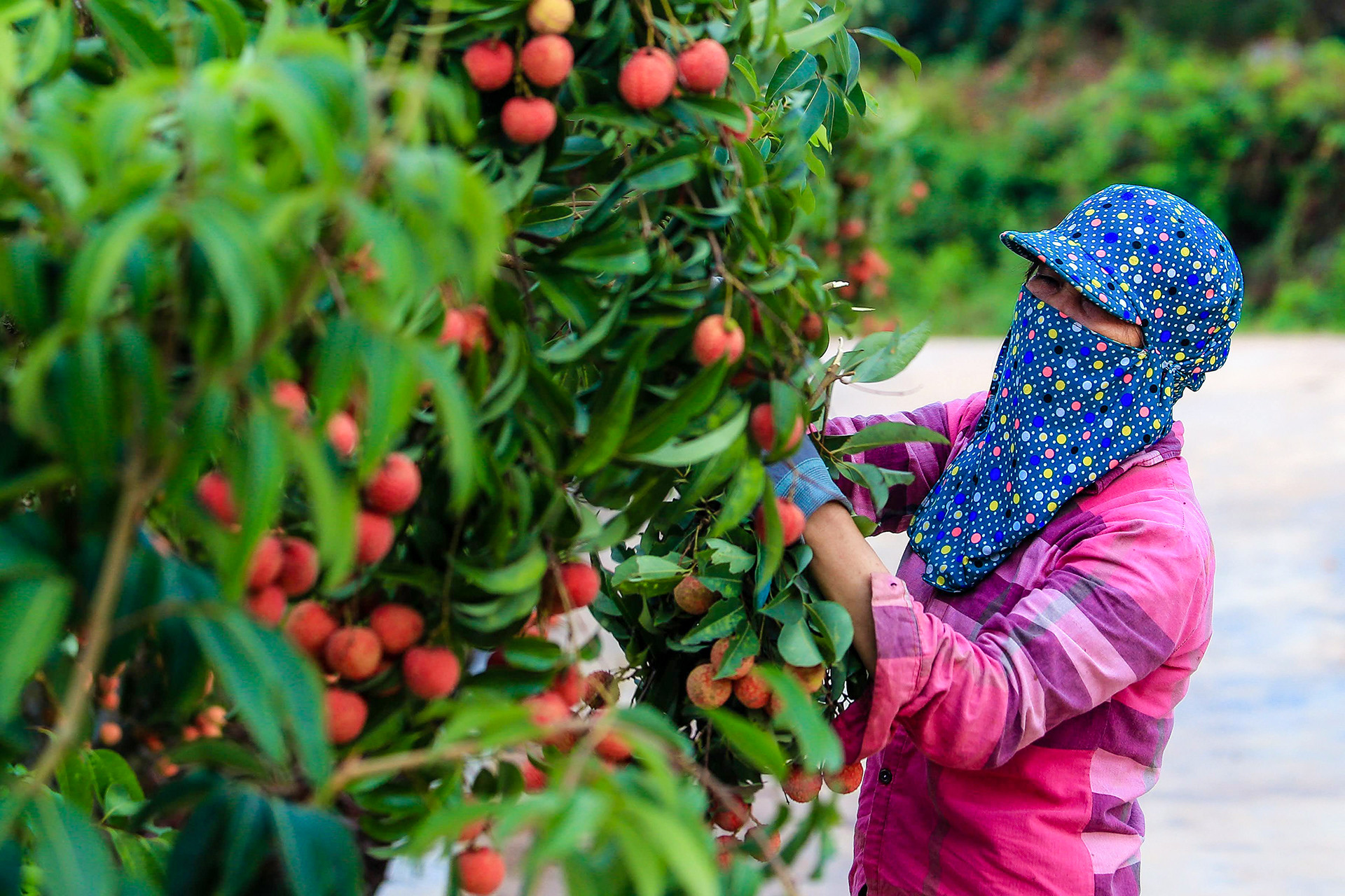 [Ảnh] Vải thiều Lục Ngạn, sản phẩm OCOP nổi tiếng của Bắc Giang ảnh 2