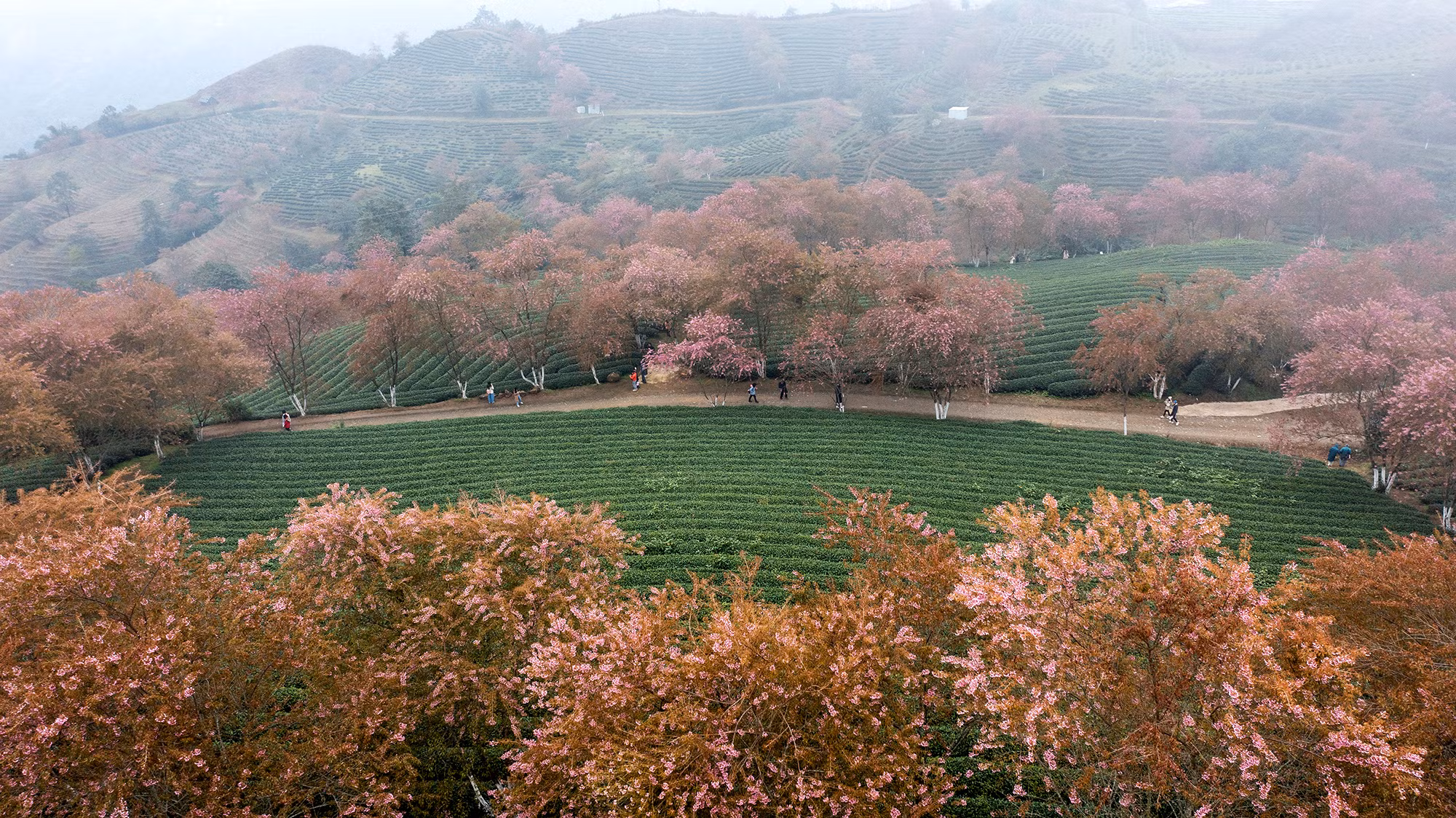 [Ảnh] Vẻ đẹp mai anh đào lẩn khuất trong mây ở đồi chè Ô Long 