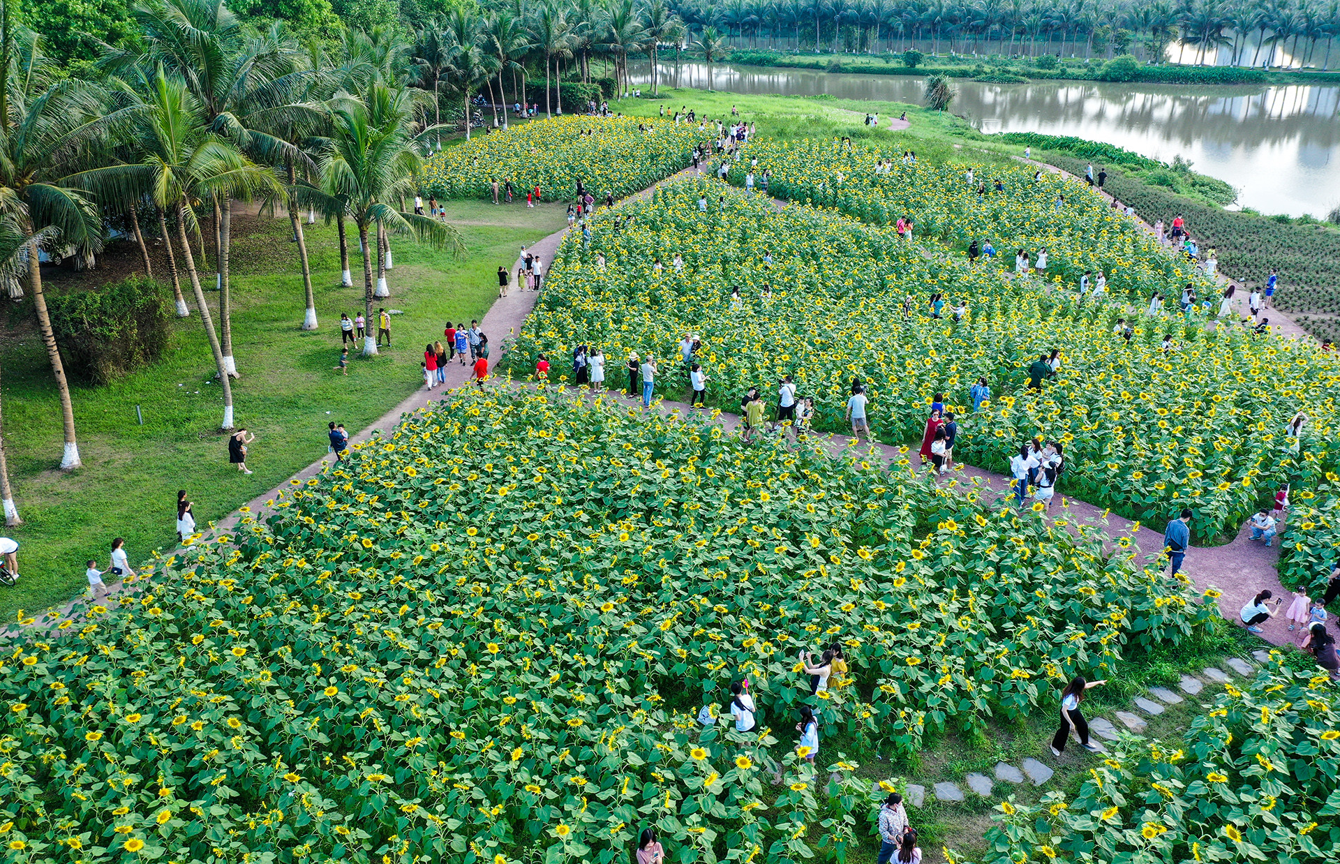 [Ảnh] Mê mẩn ngắm cánh đồng hoa hướng dương rực rỡ khoe sắc tại Ecopark ảnh 7