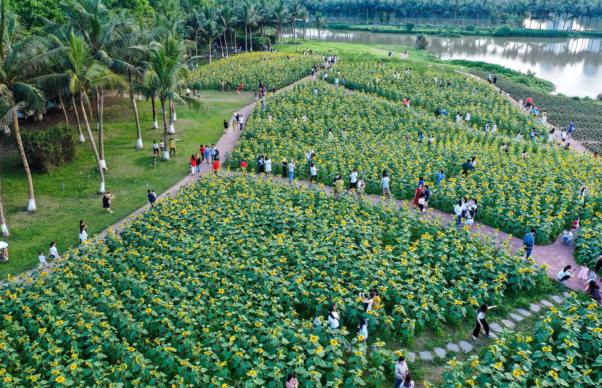 [Ảnh] Mê mẩn ngắm cánh đồng hoa hướng dương rực rỡ khoe sắc tại Ecopark ảnh 7