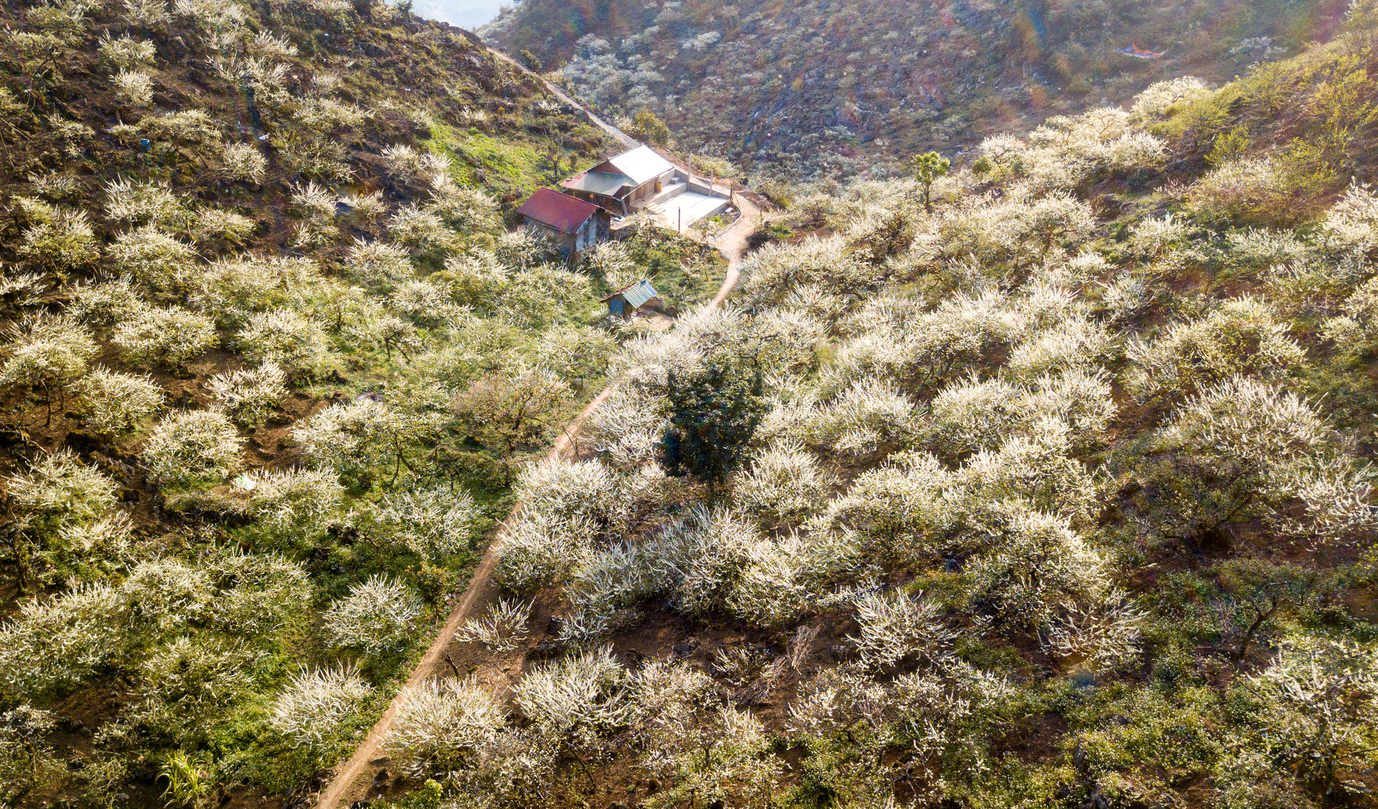 Hoa mận nở thành từng chùm trải rộng khắp thung lũng, sườn đồi tạo nên khung cảnh vô cùng lãng mạn.