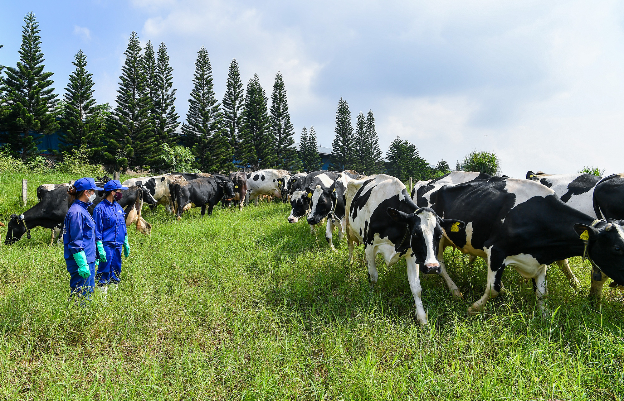 Công nhân Mộc Châu Milk chăm sóc đàn bò sữa.